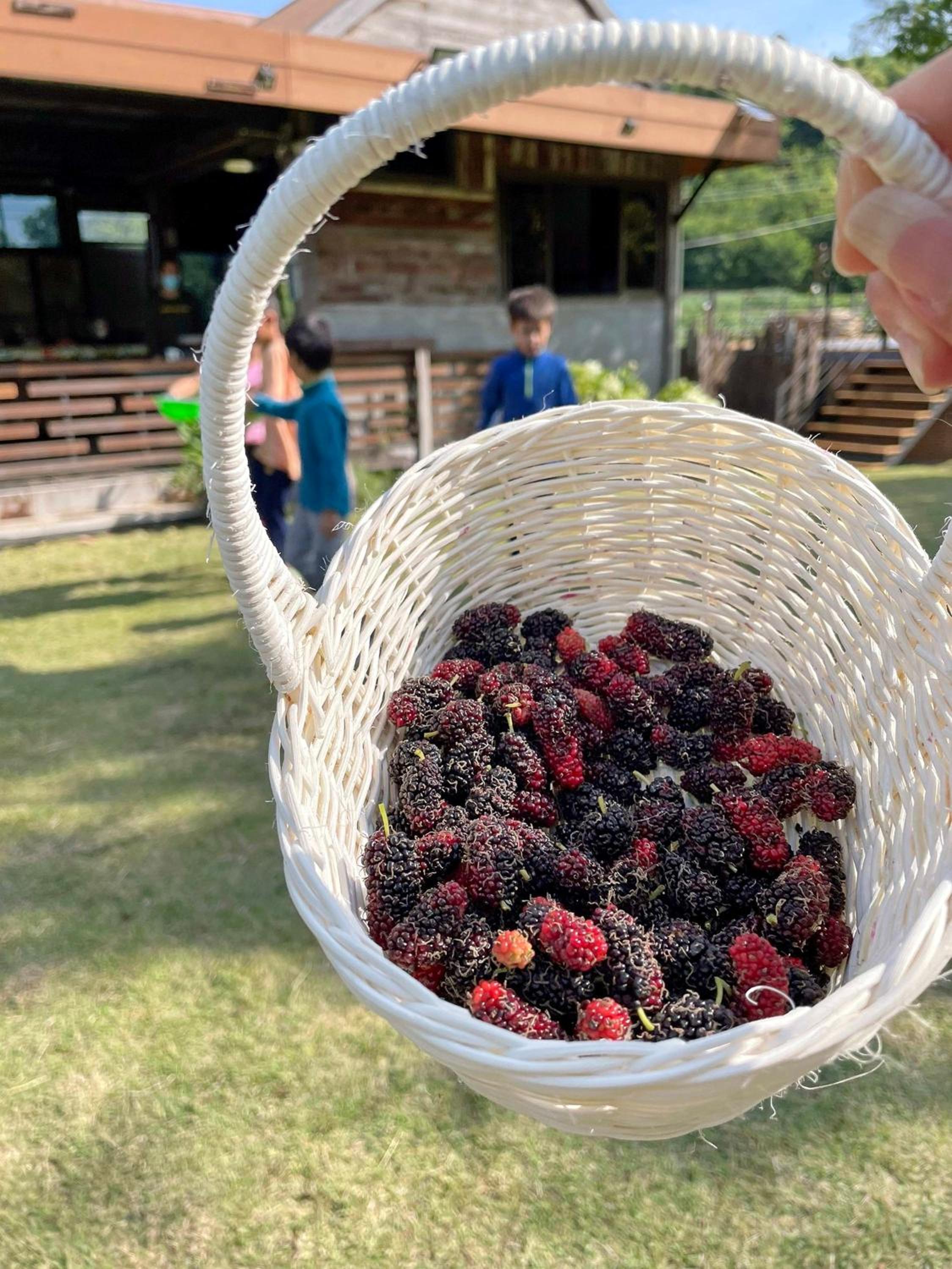 Tantai Eco Farm Stay At Khao Yai