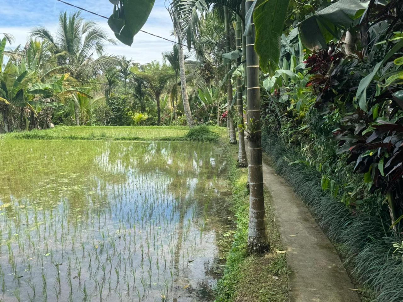 Casa Dewa Di Jati view 4