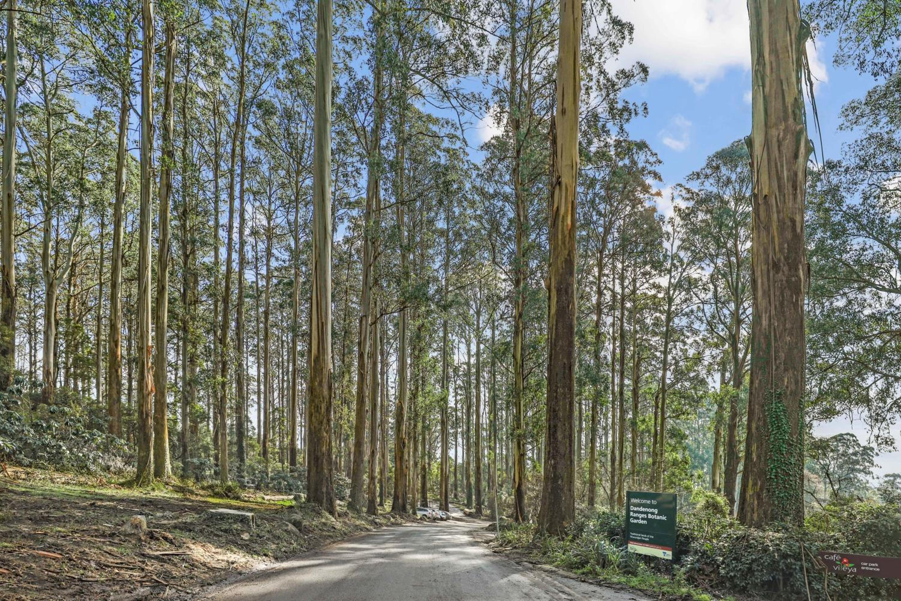 Embrace Nature's Beauty in Ferny Creek