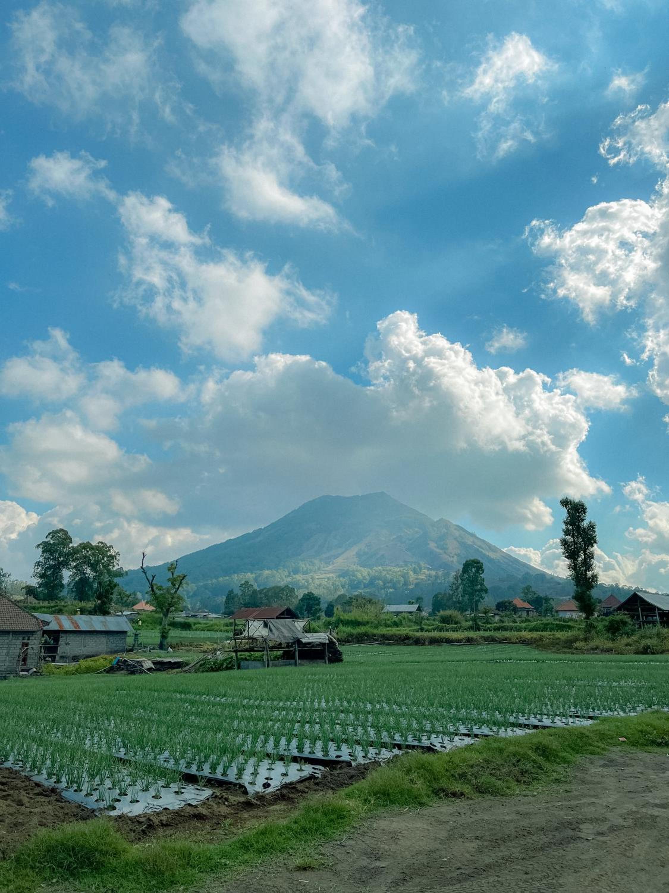 Volcano Garden