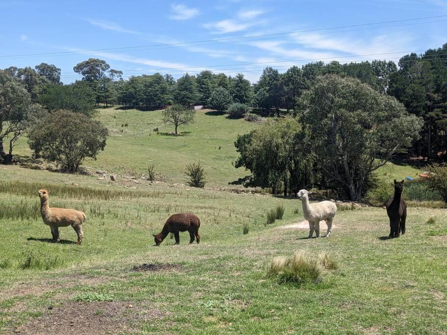 Yass Farm Stay