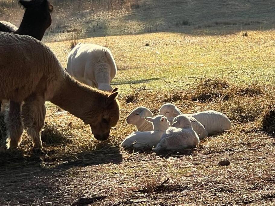 Yass Farm Stay