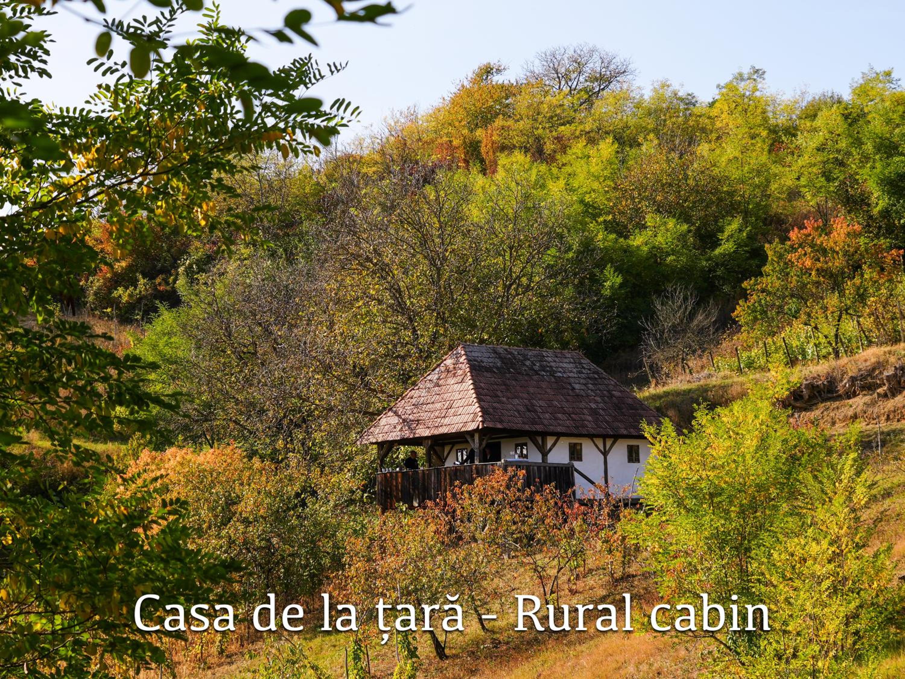 Photo 44