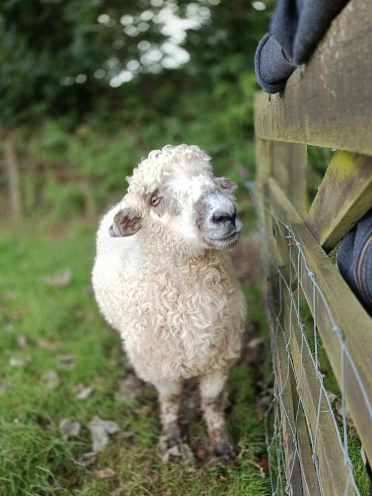 The Lambing Shed, Cornwall