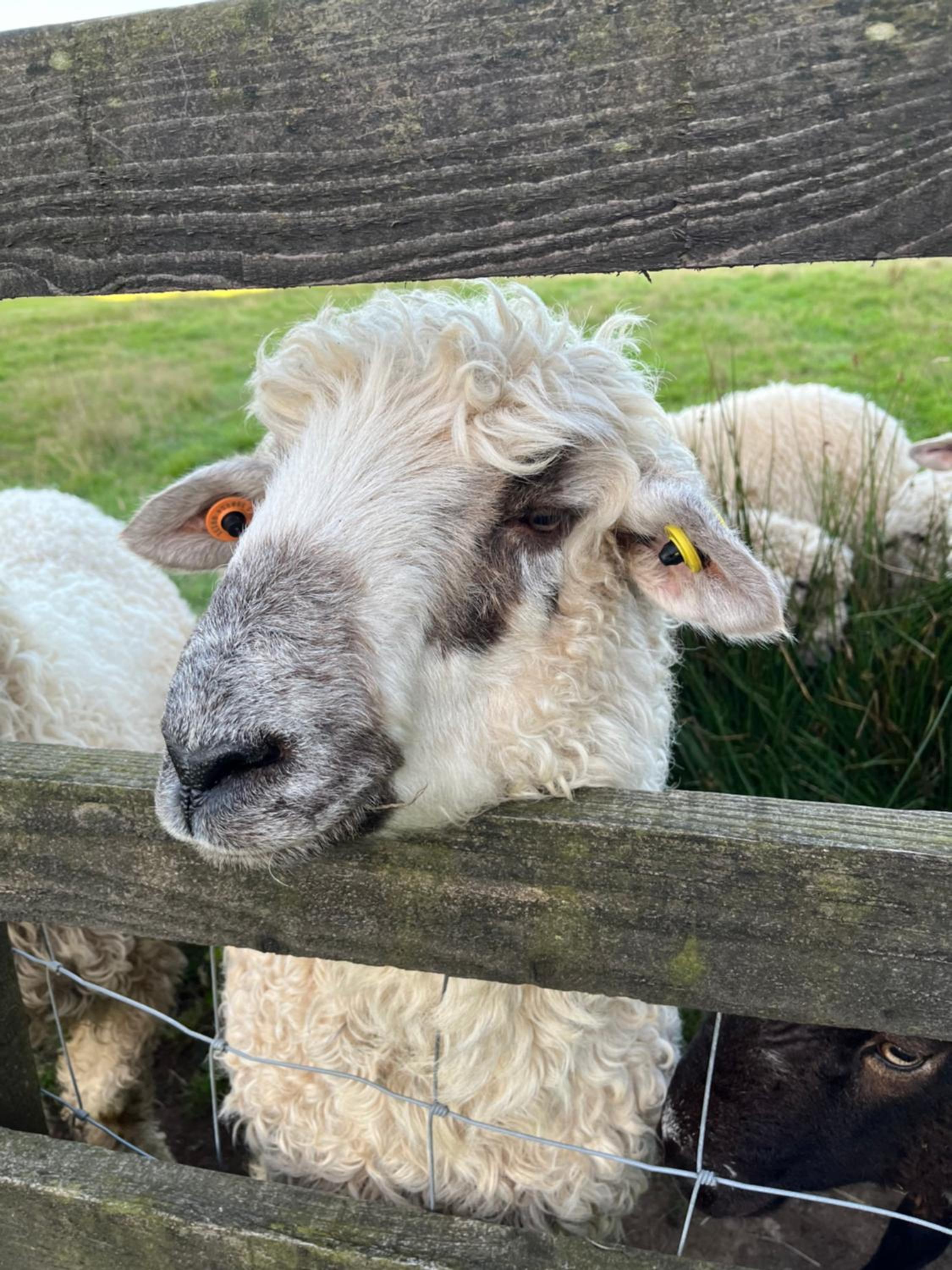 The Lambing Shed, Cornwall