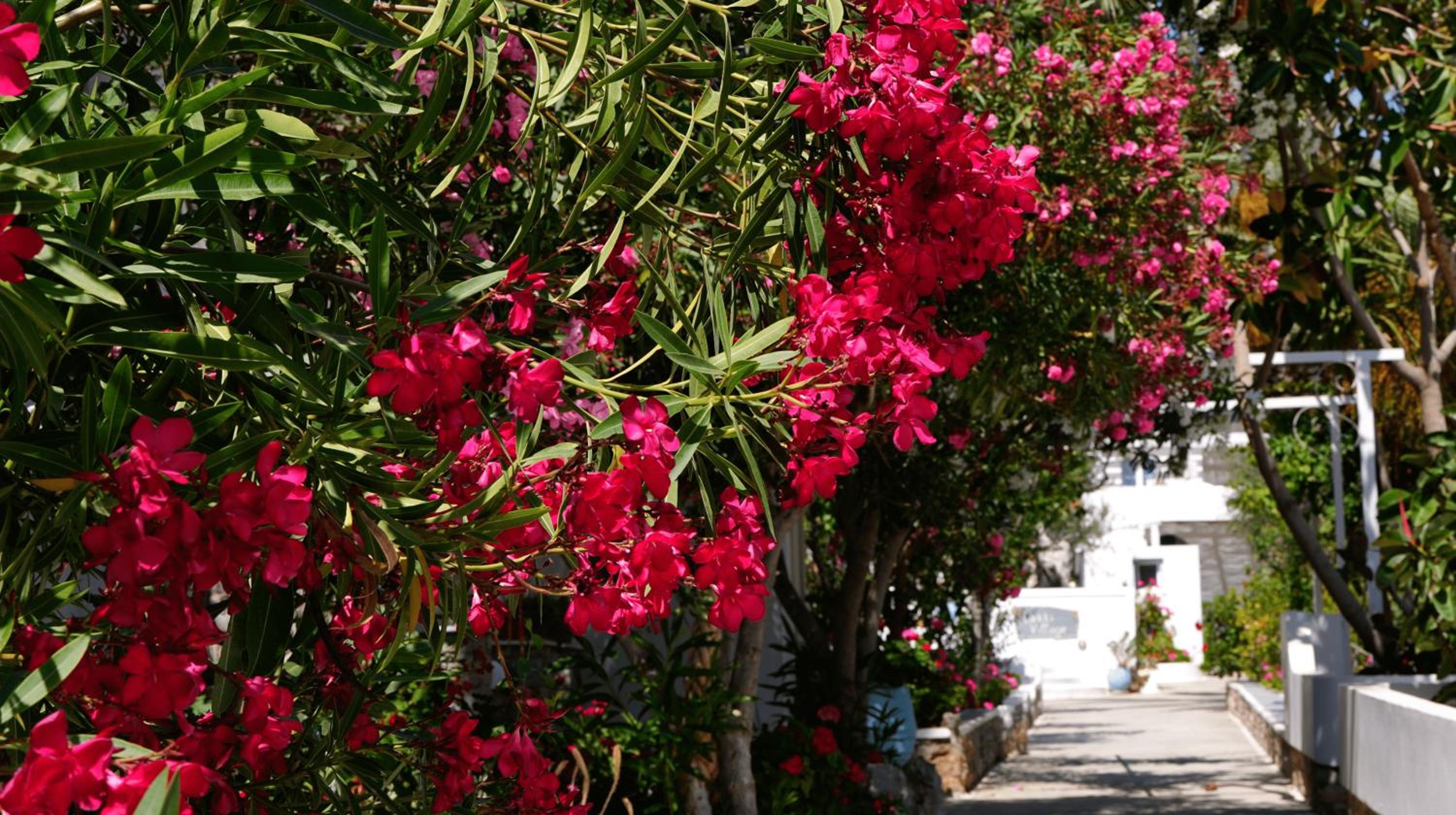 Lakki Village 100
