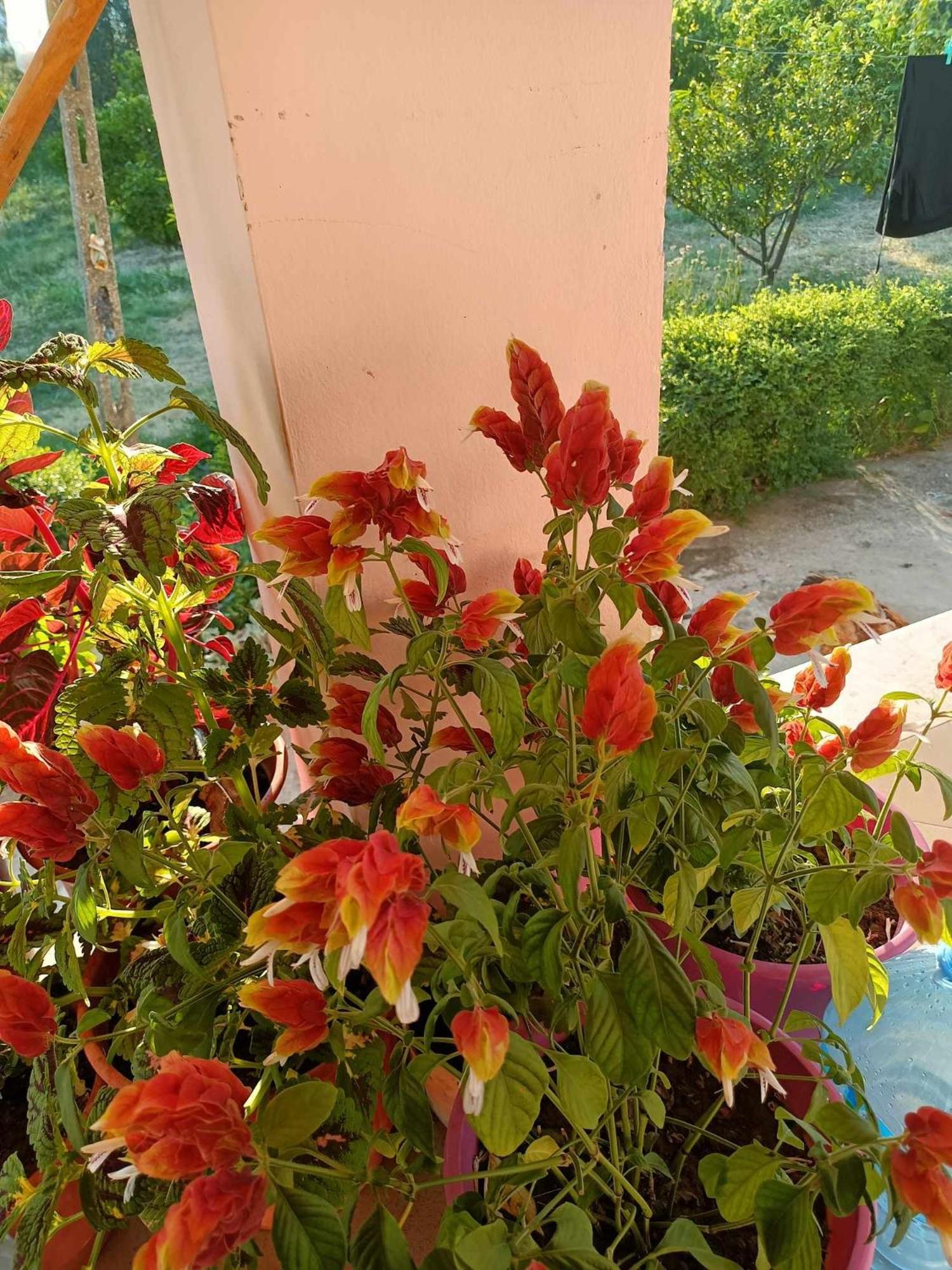 Guest house Fetie