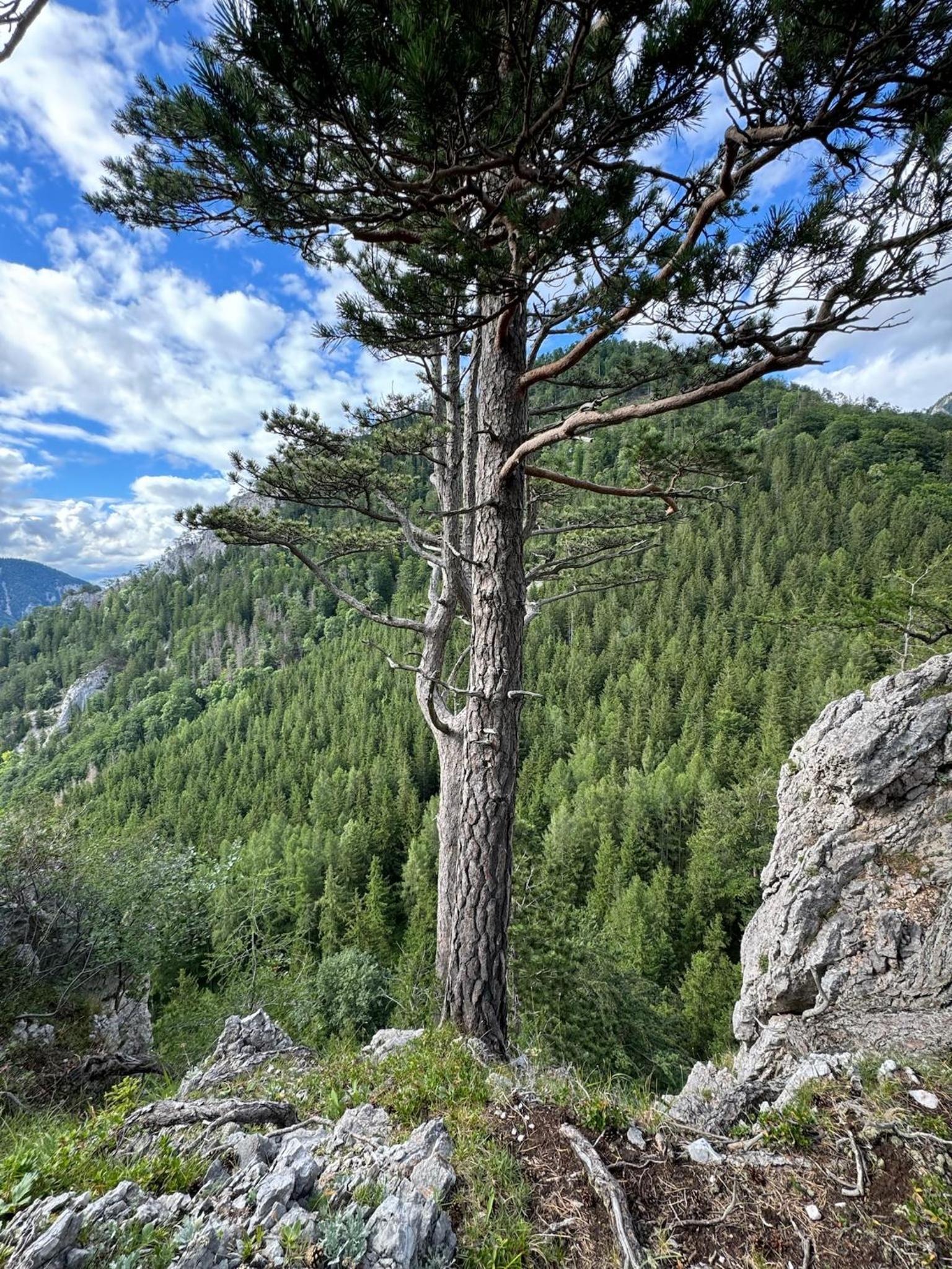 Wild Glamping in the Vienna Alps