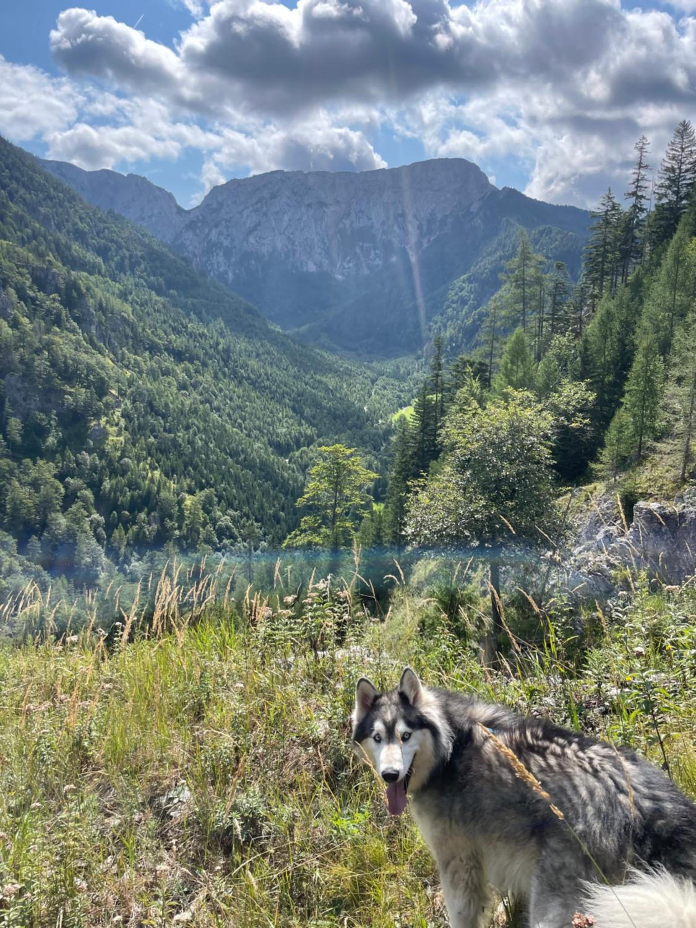 Wild Glamping in the Vienna Alps