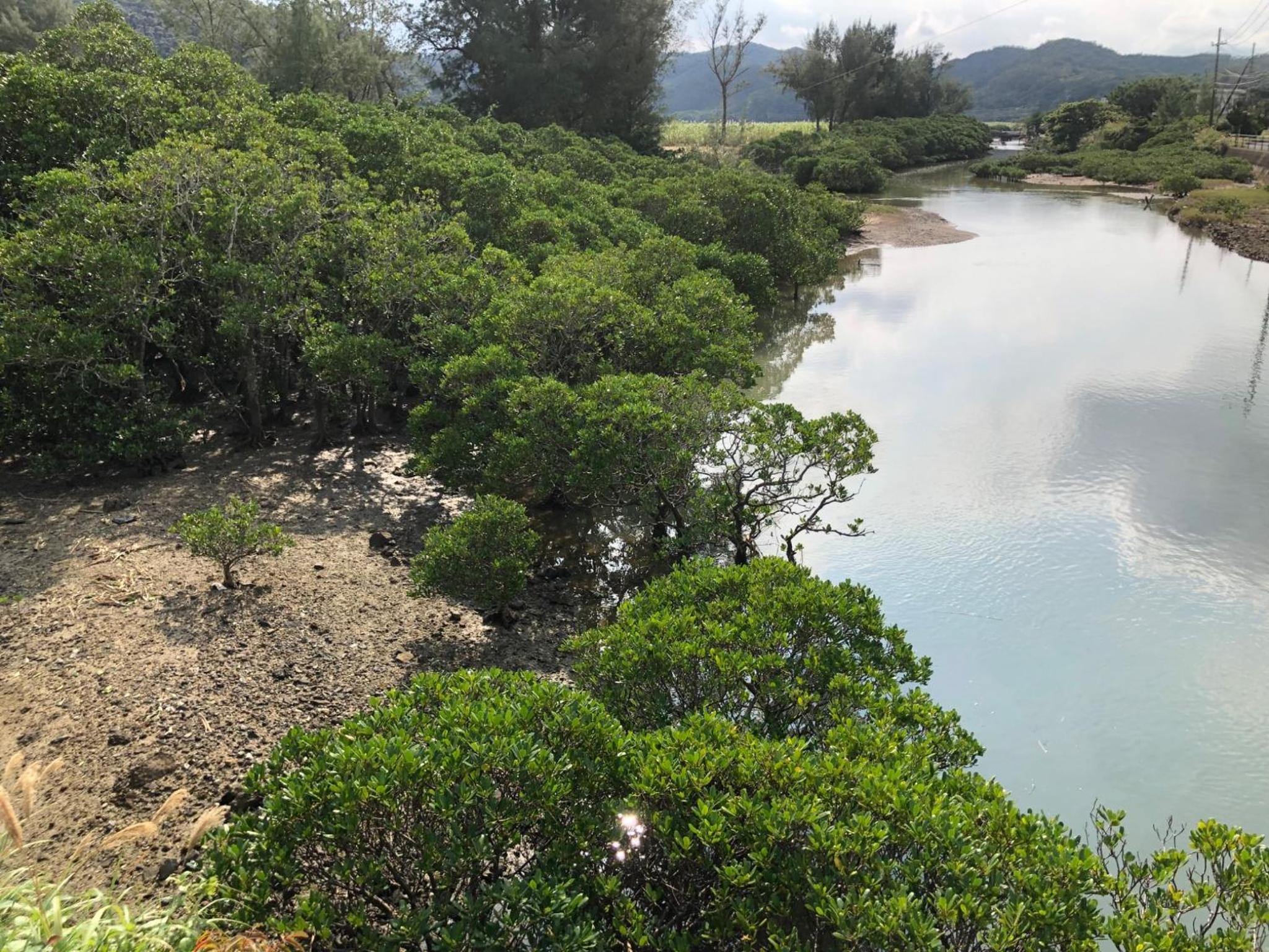 Amami North Mangrove Inn - Vacation STAY 90032v view 5