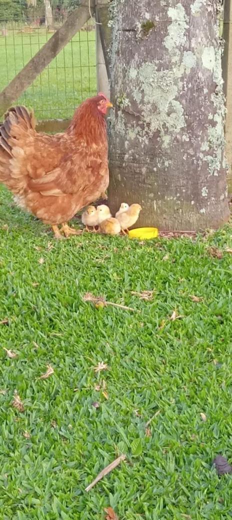 Quinta da Boa Vista São Chico