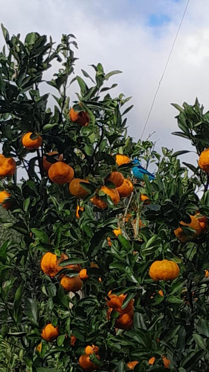 Quinta da Boa Vista São Chico