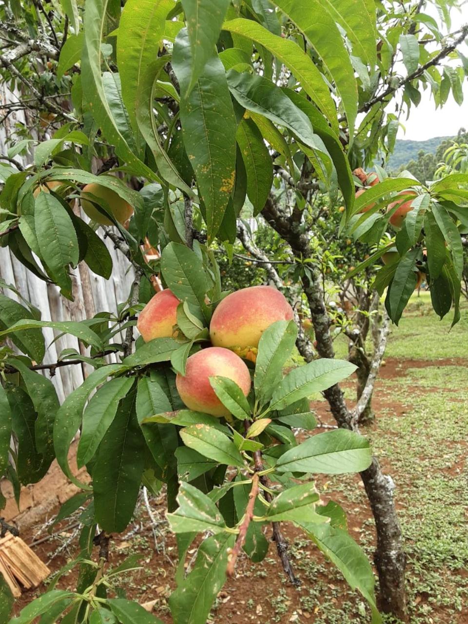 Quinta da Boa Vista São Chico