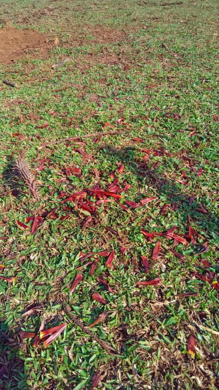 Quinta da Boa Vista São Chico