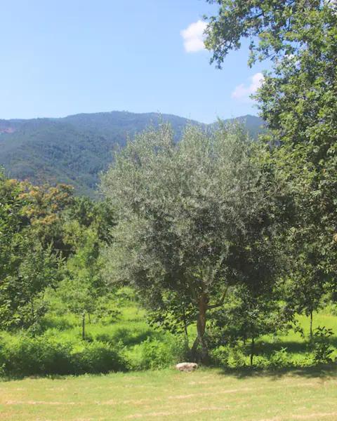 Gerês - Casa da Cabana