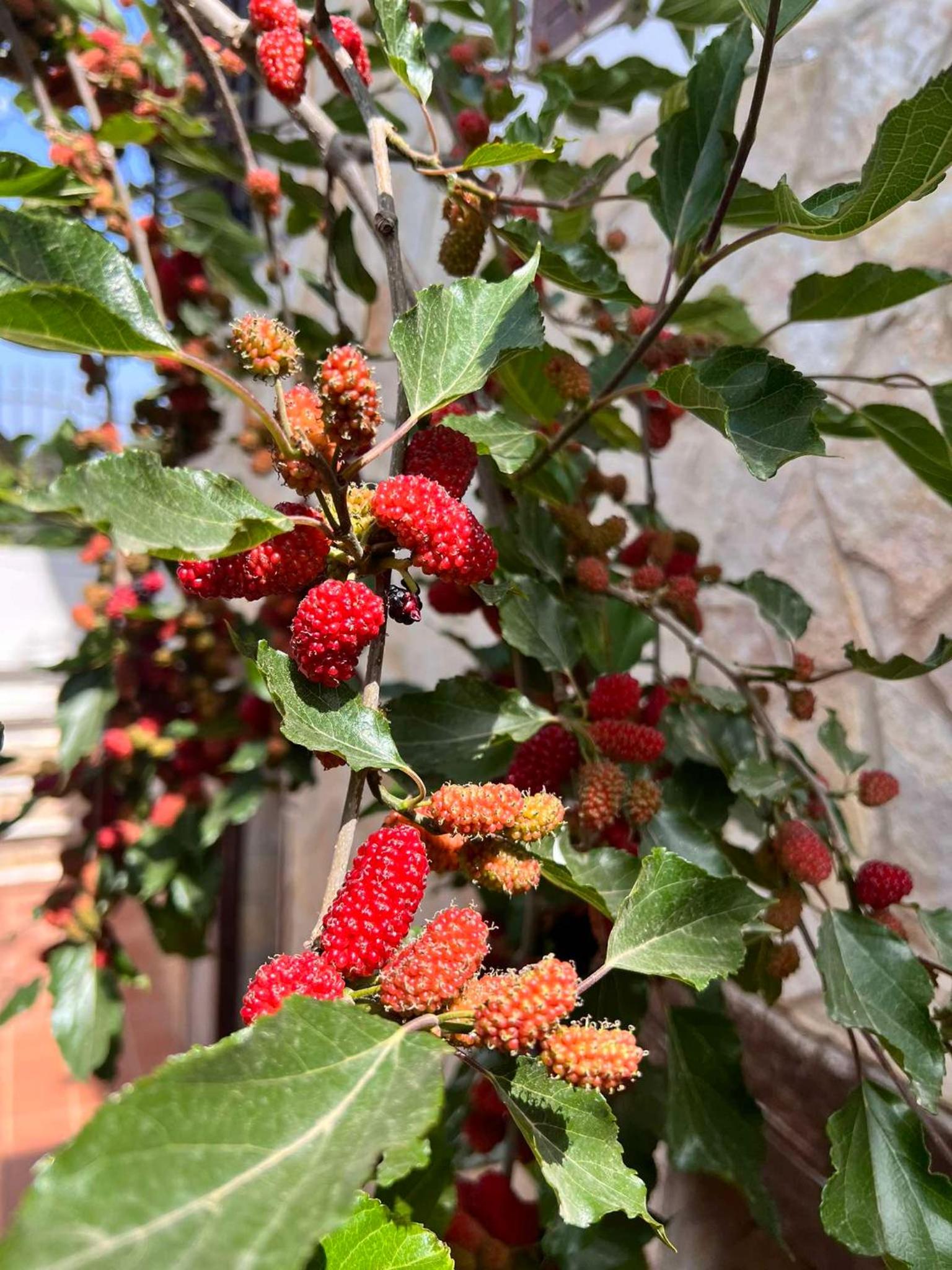 Villa Casa Vacanze Fiore