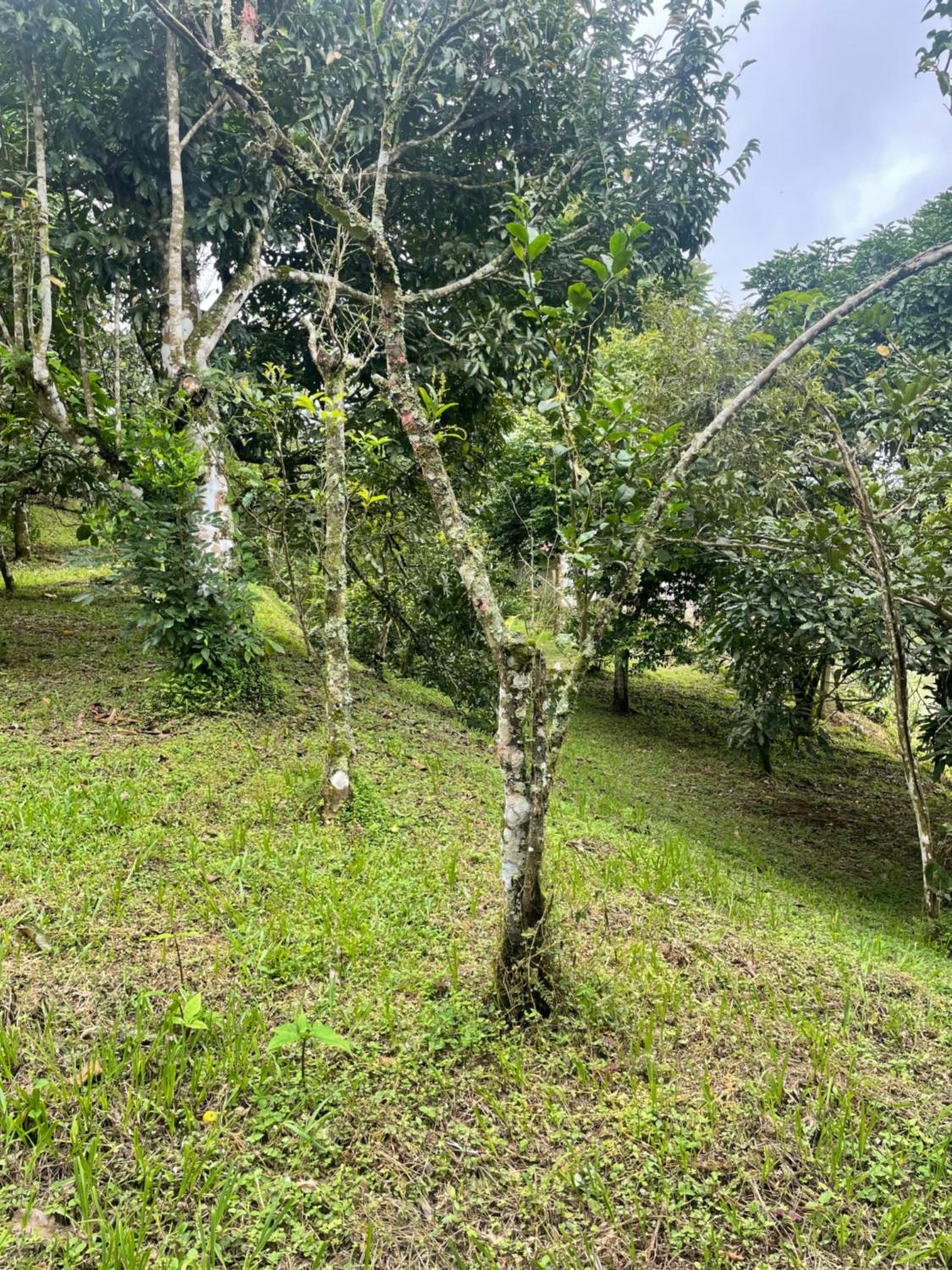 Casa de montaña con vista al océano pacífico