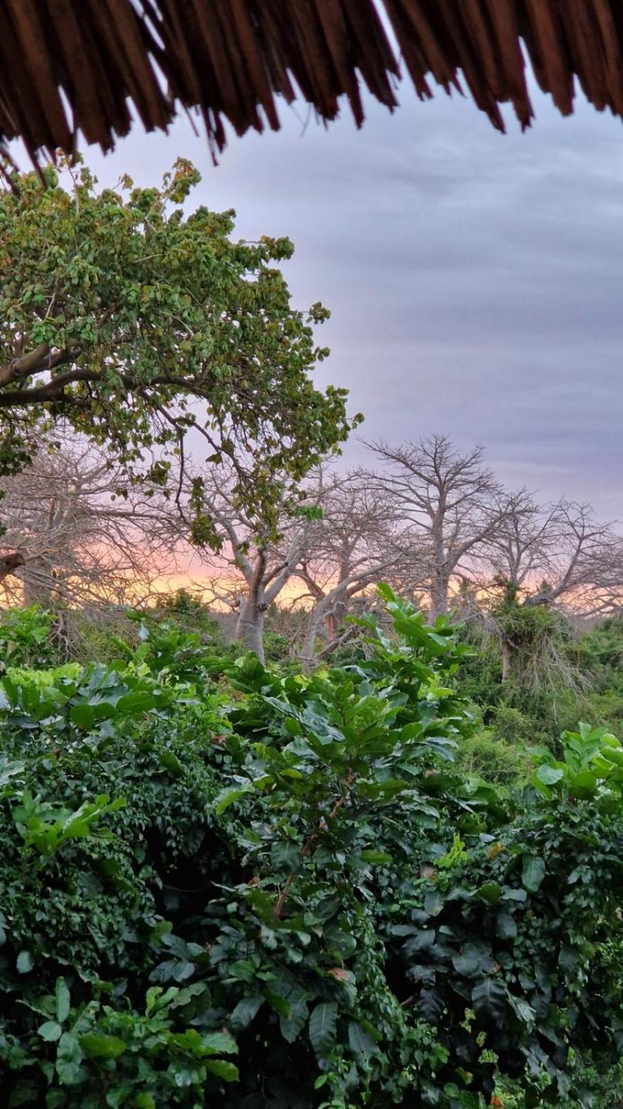 MONKEY MOUNTAIN LODGE