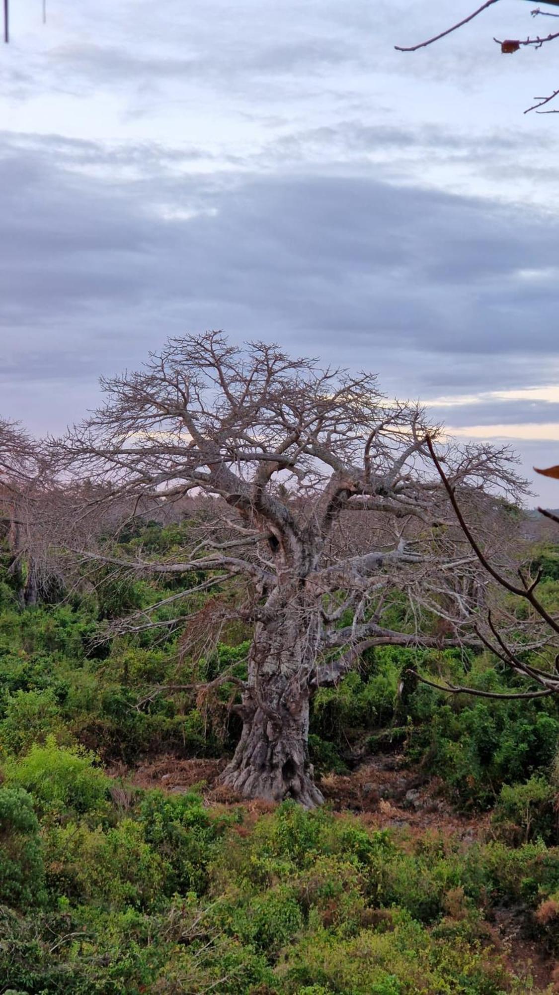 MONKEY MOUNTAIN LODGE