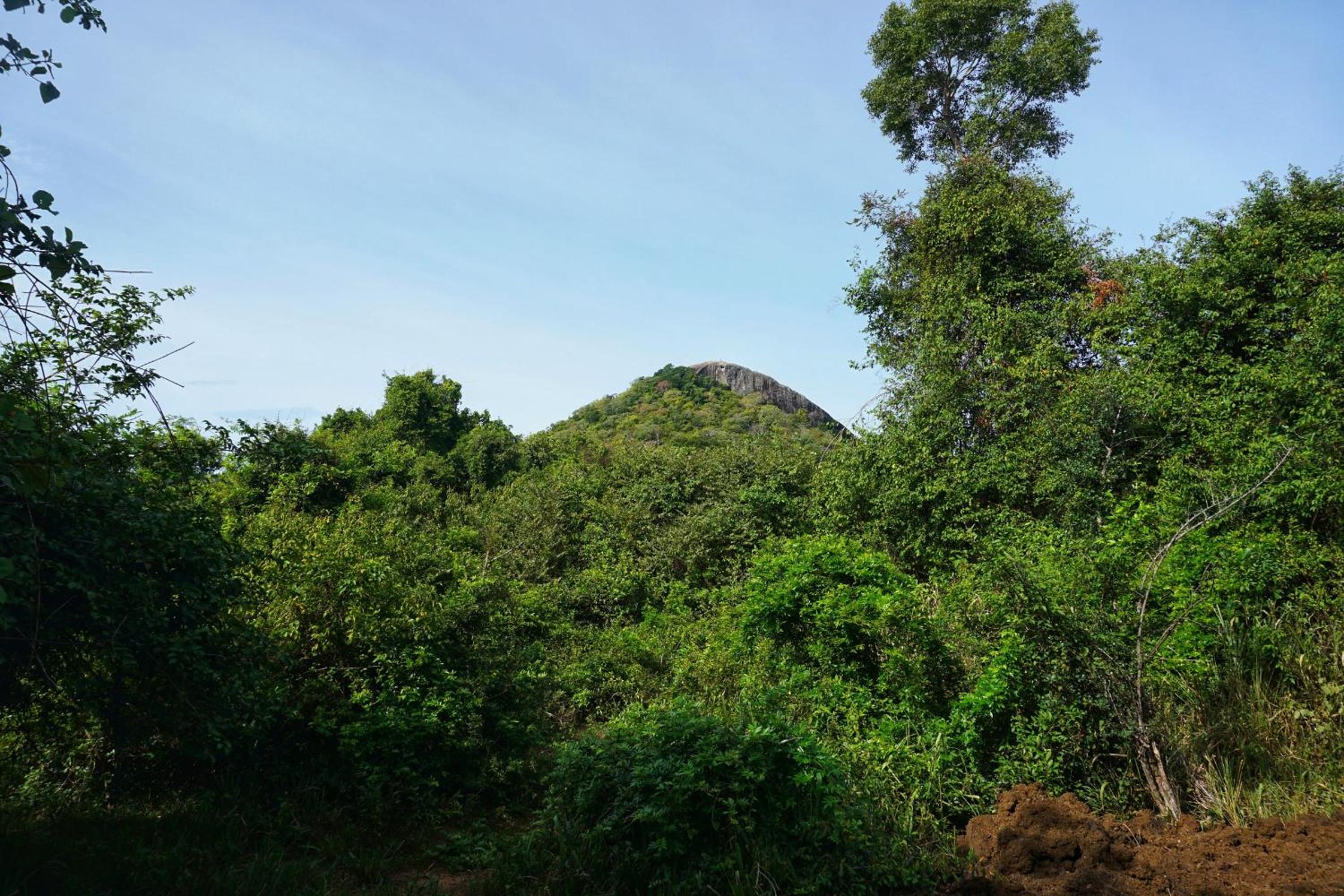 Rana Treehouse