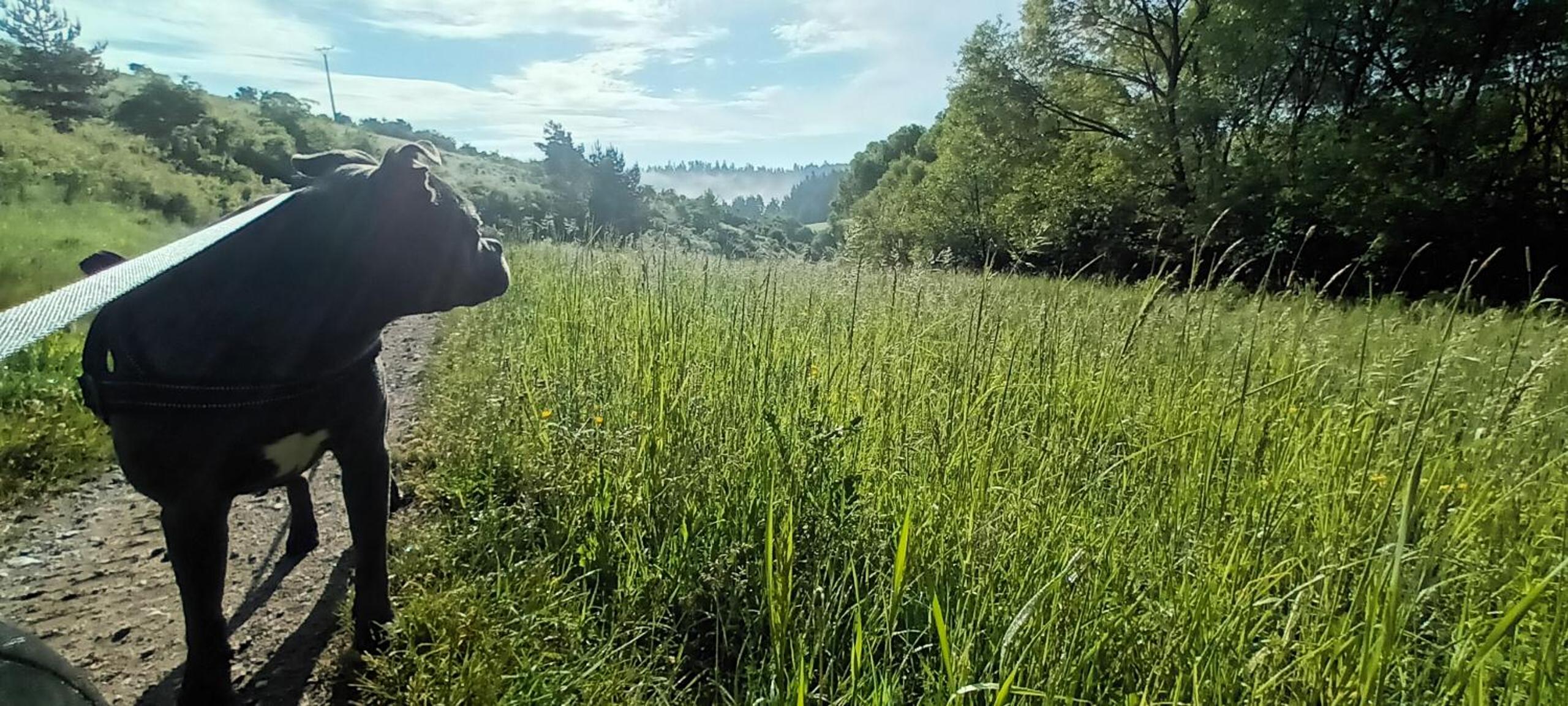 DVOR POD KRíKMI