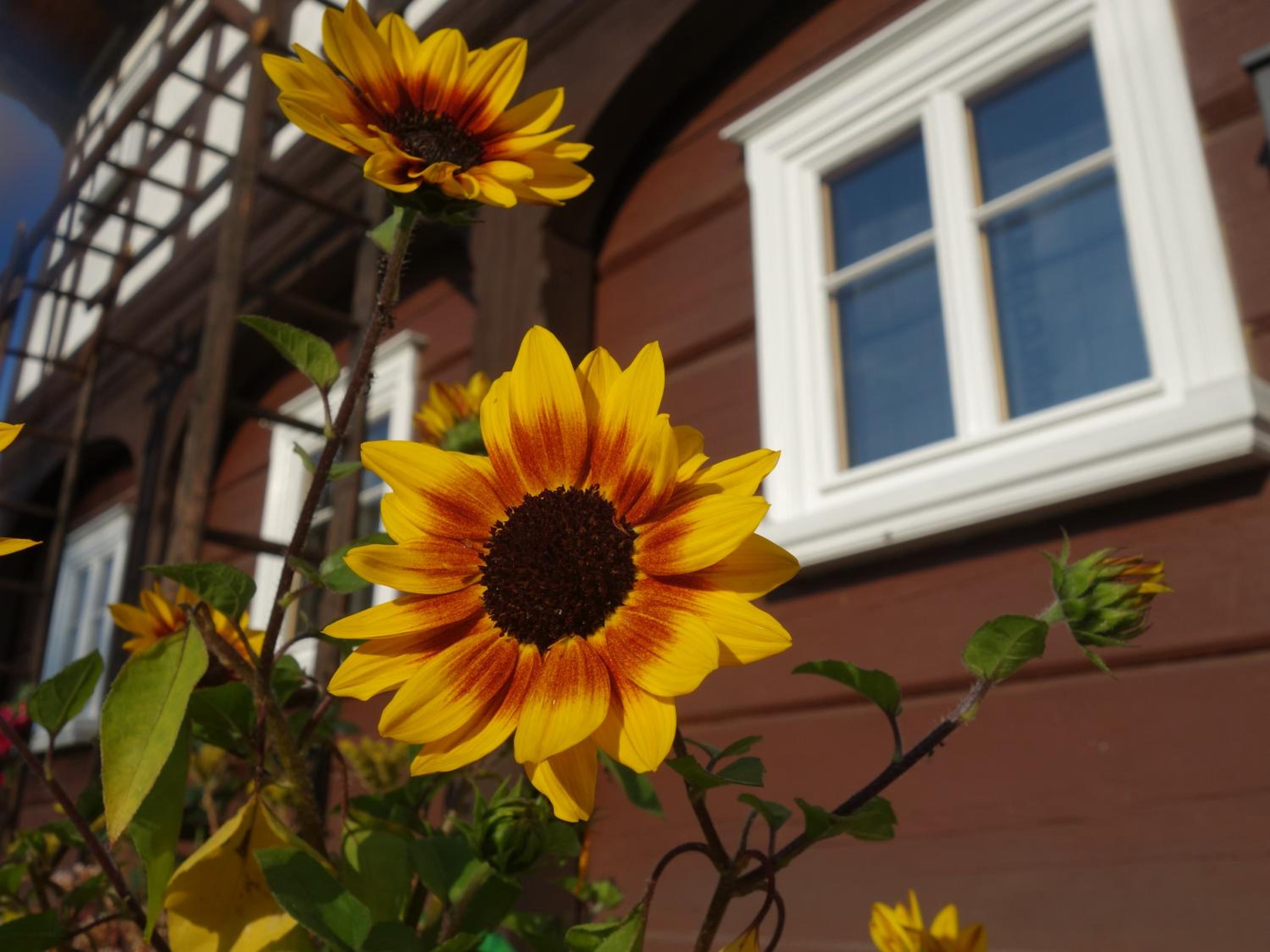 Apartment Finkenhübelblick