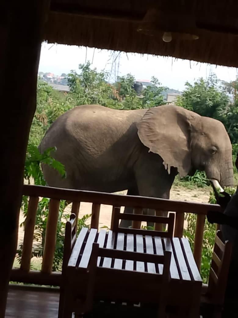 Bulbul safaris Lodge