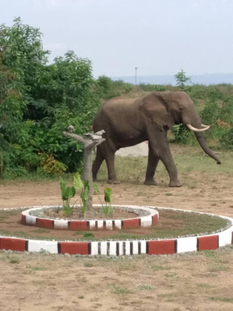 Bulbul safaris Lodge