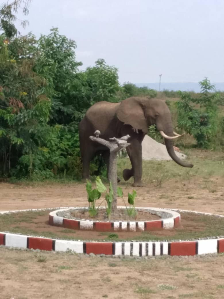 Bulbul safaris Lodge