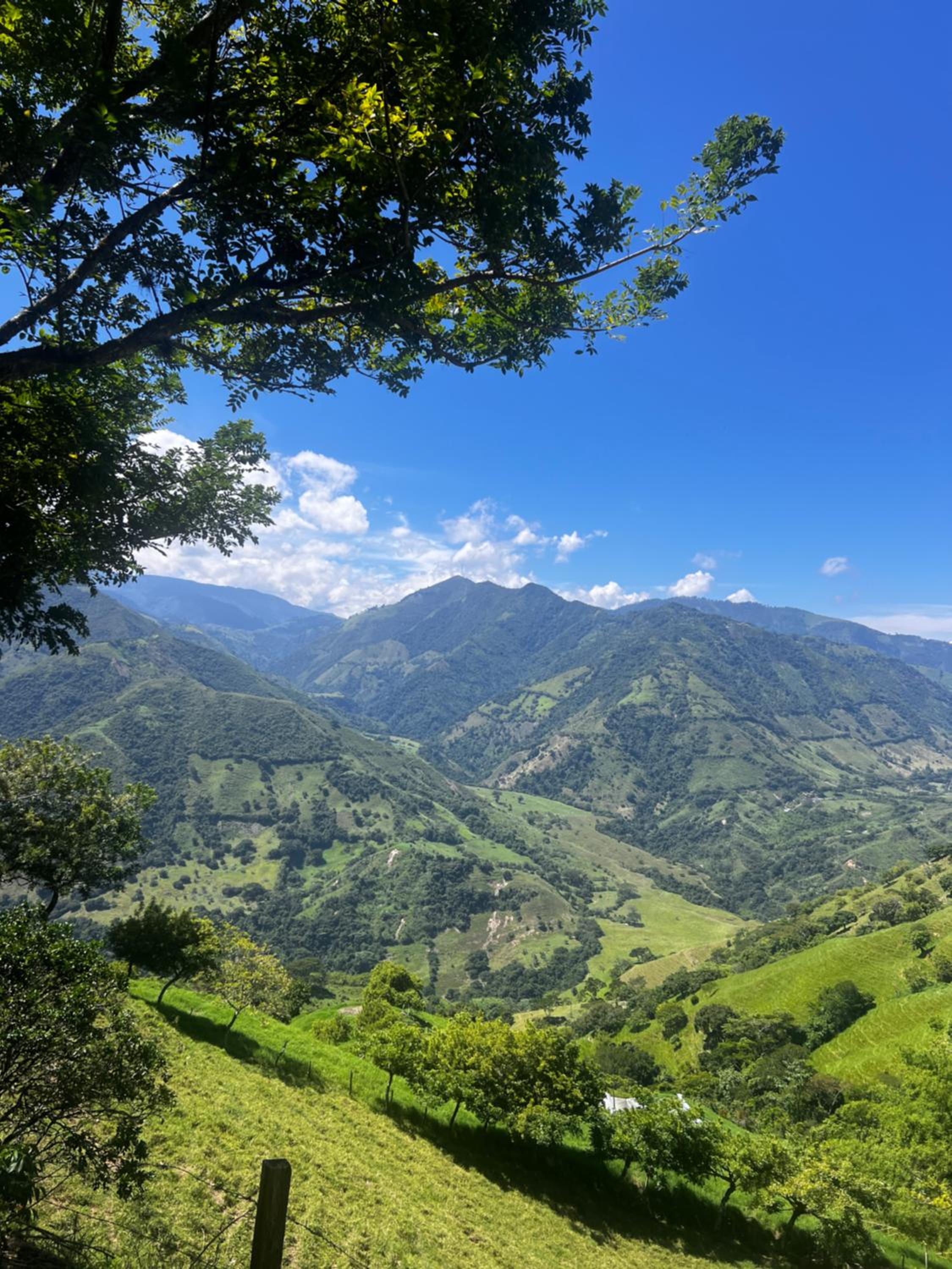 Finca la frondosa - La frondosa farm