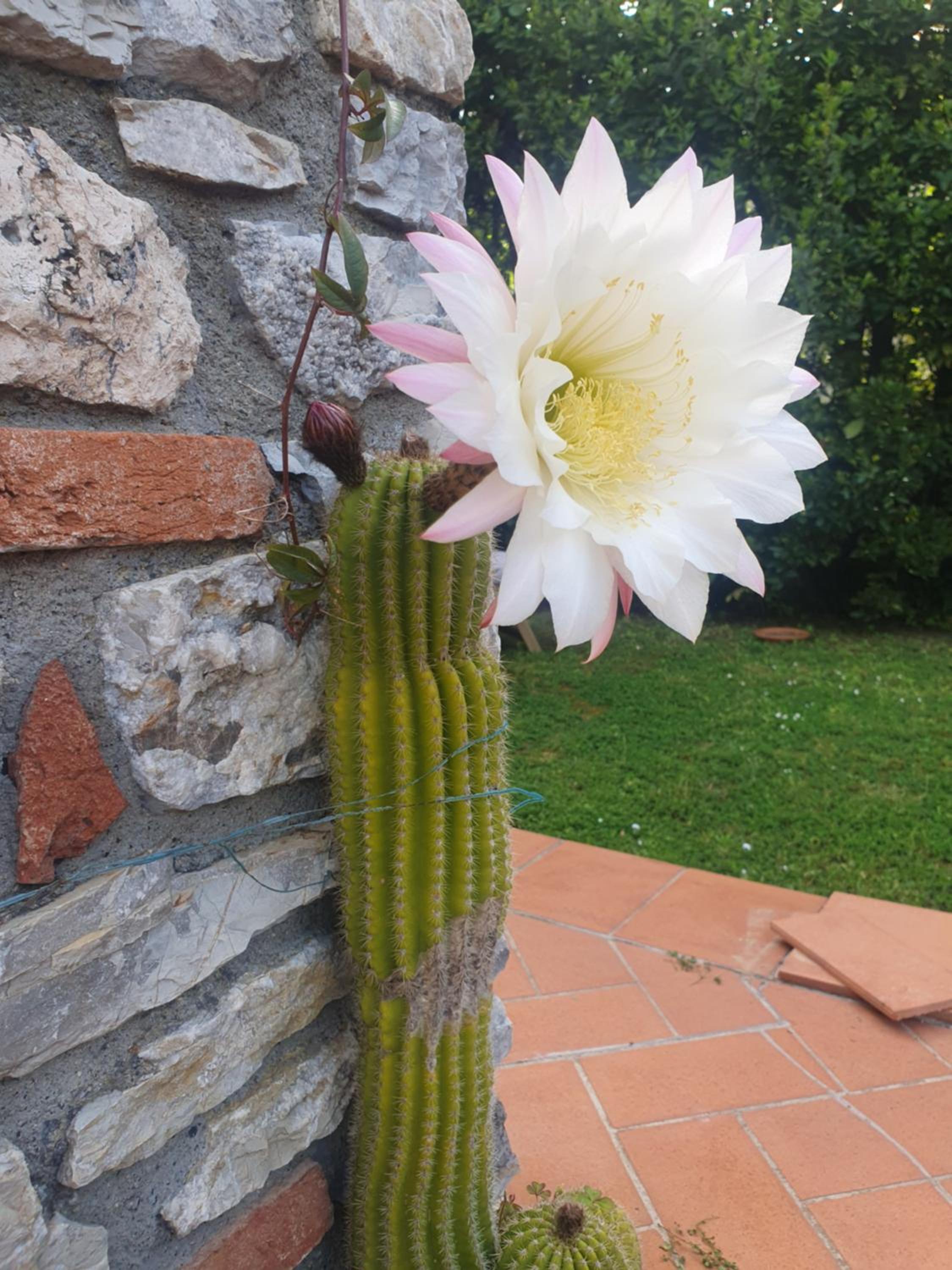 Pietra E Glicine B&B