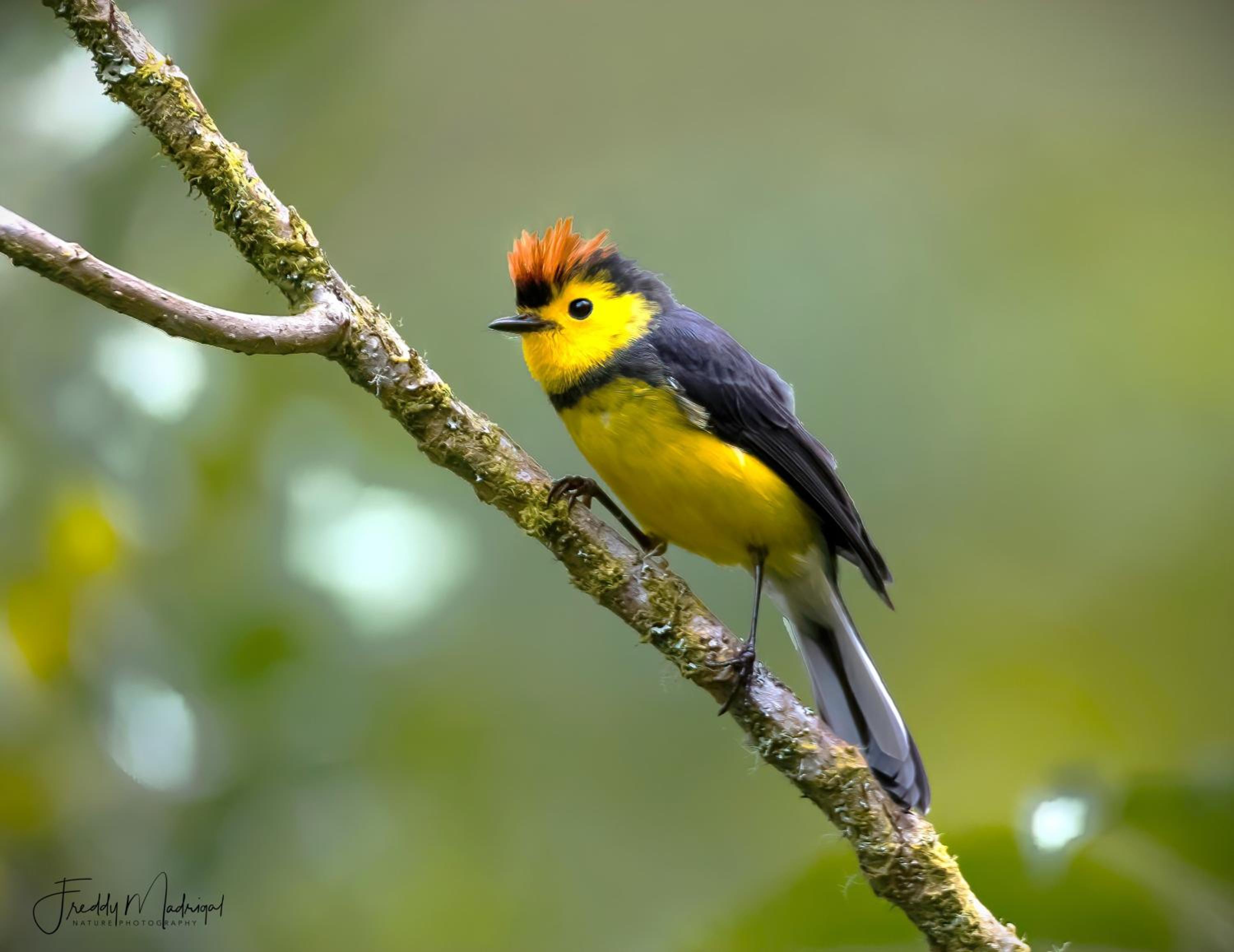 S Natura Birding and Photography