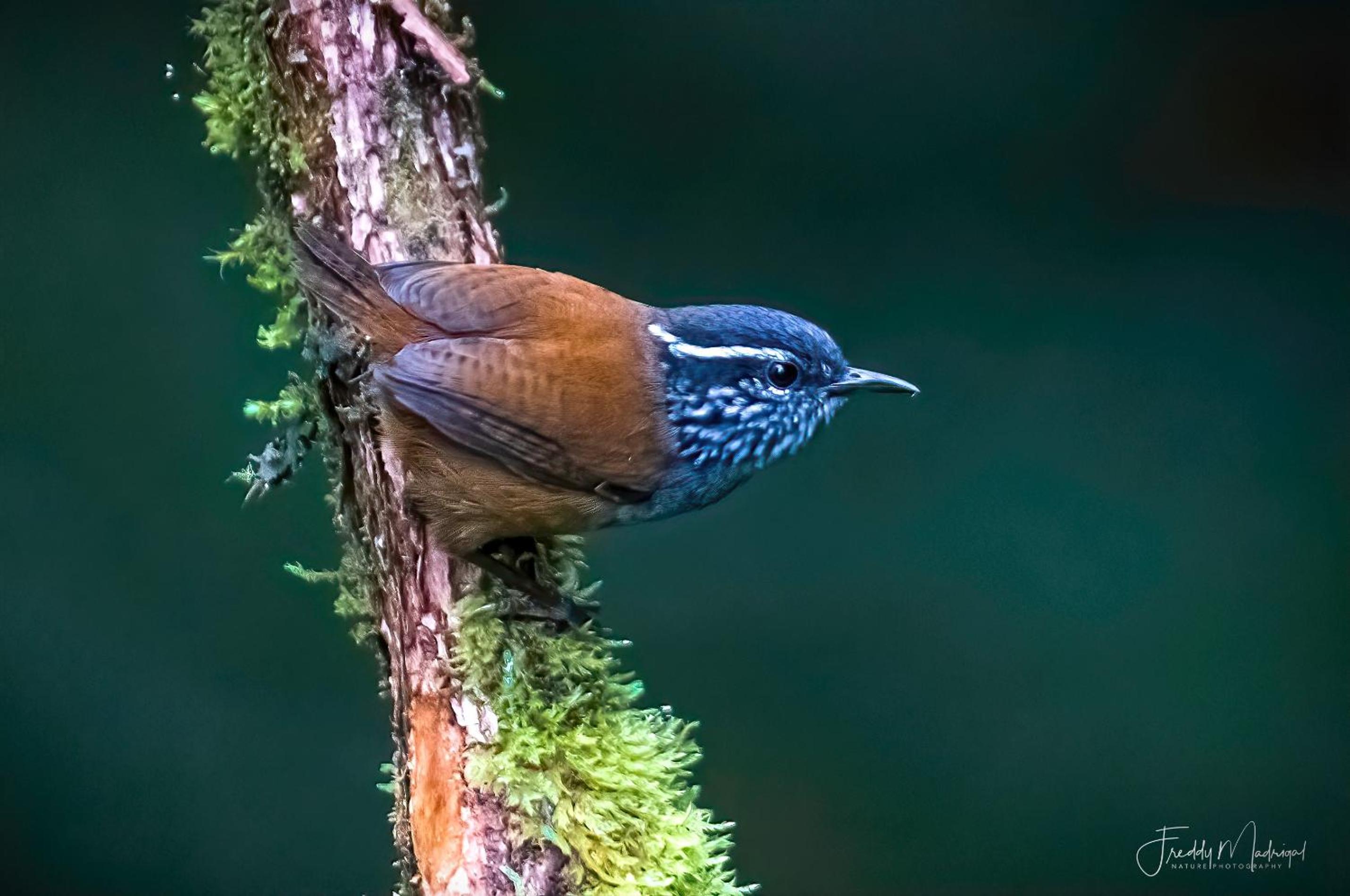 S Natura Birding and Photography