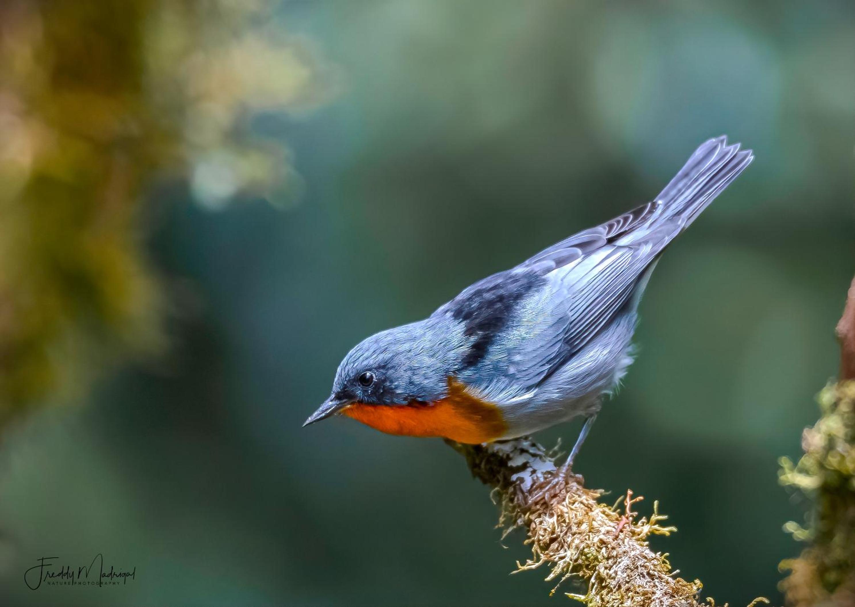 S Natura Birding and Photography