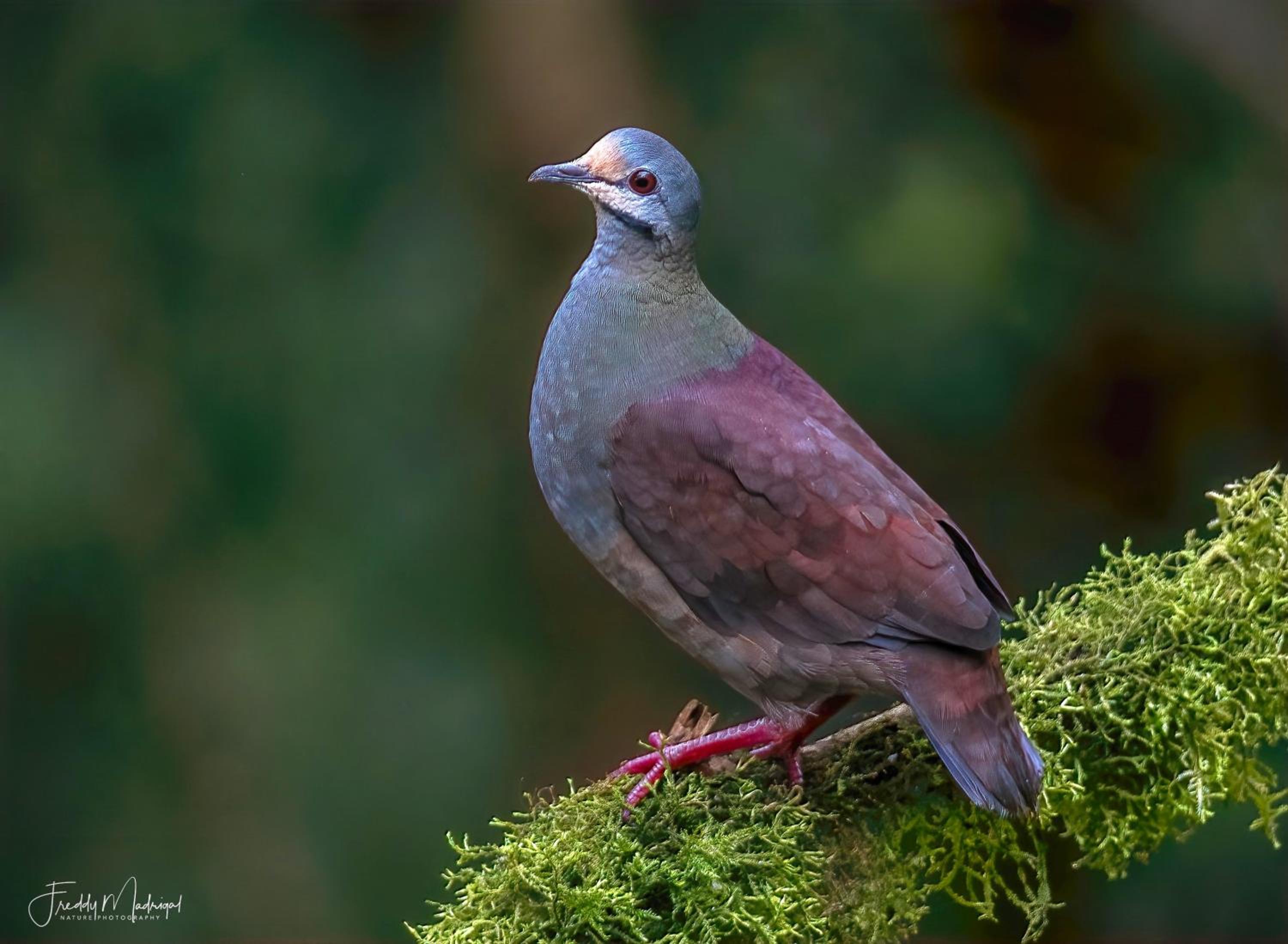 S Natura Birding and Photography
