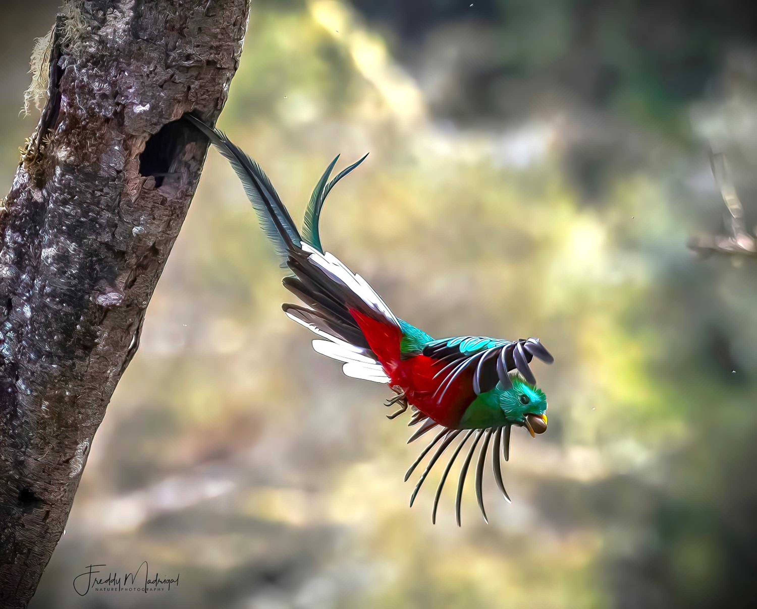 S Natura Birding and Photography