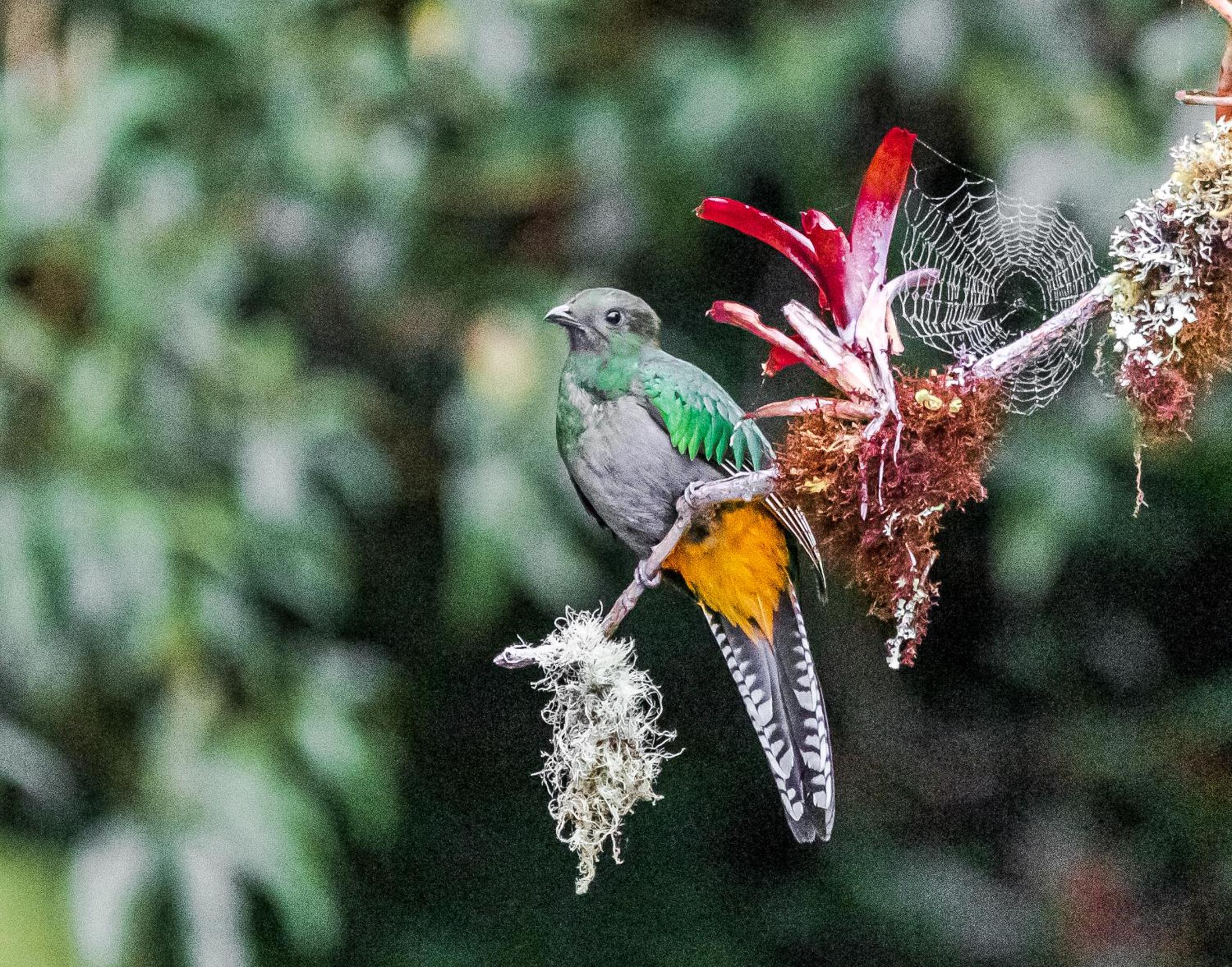 S Natura Birding and Photography