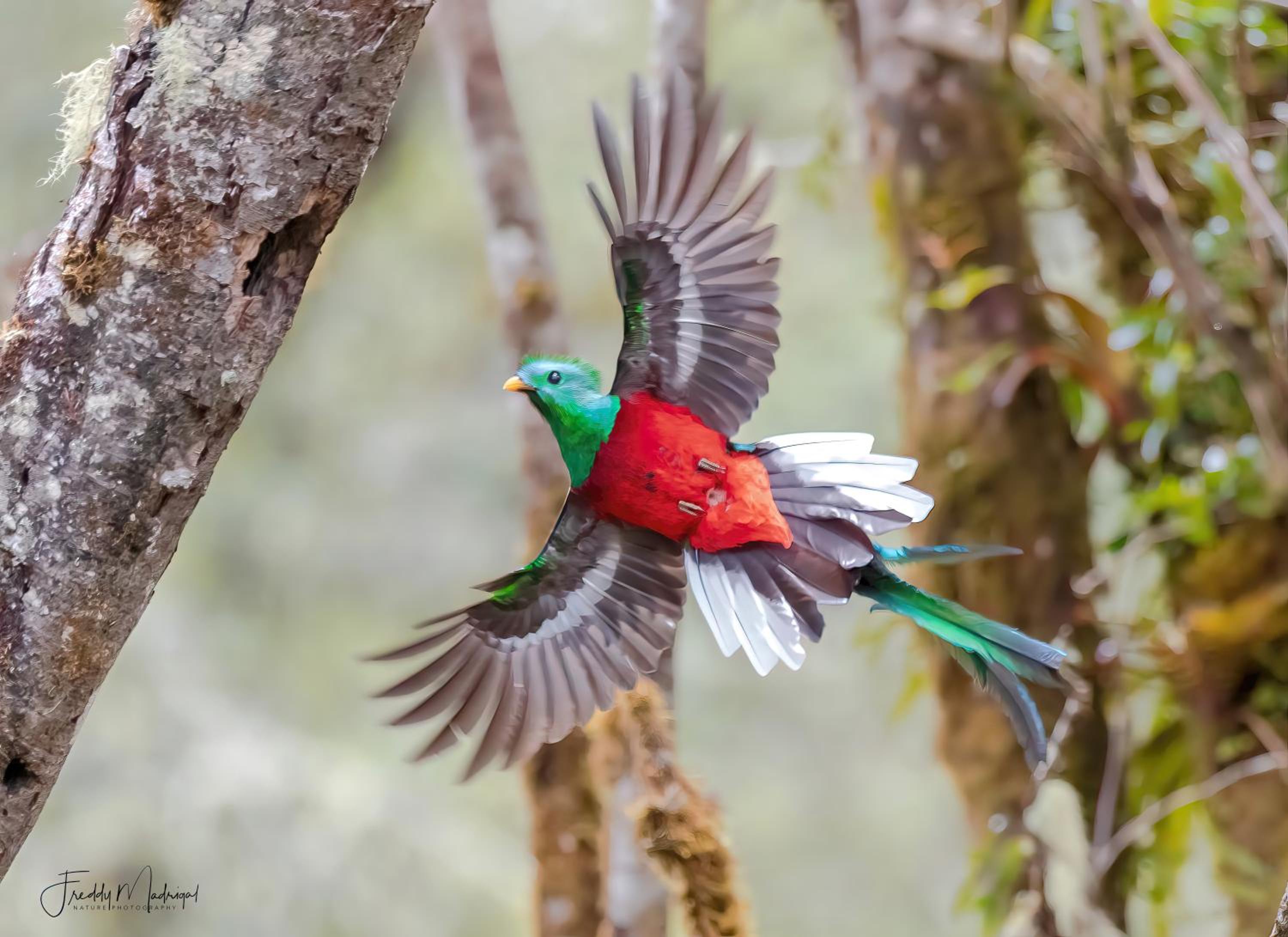S Natura Birding and Photography