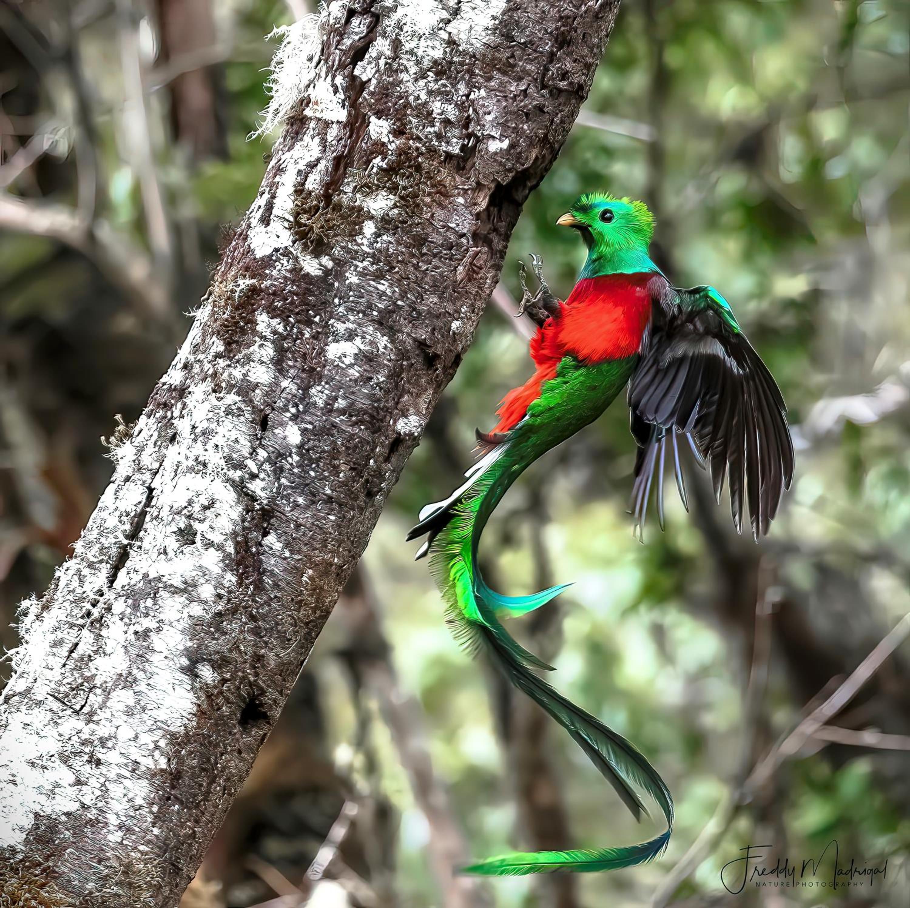 S Natura Birding and Photography