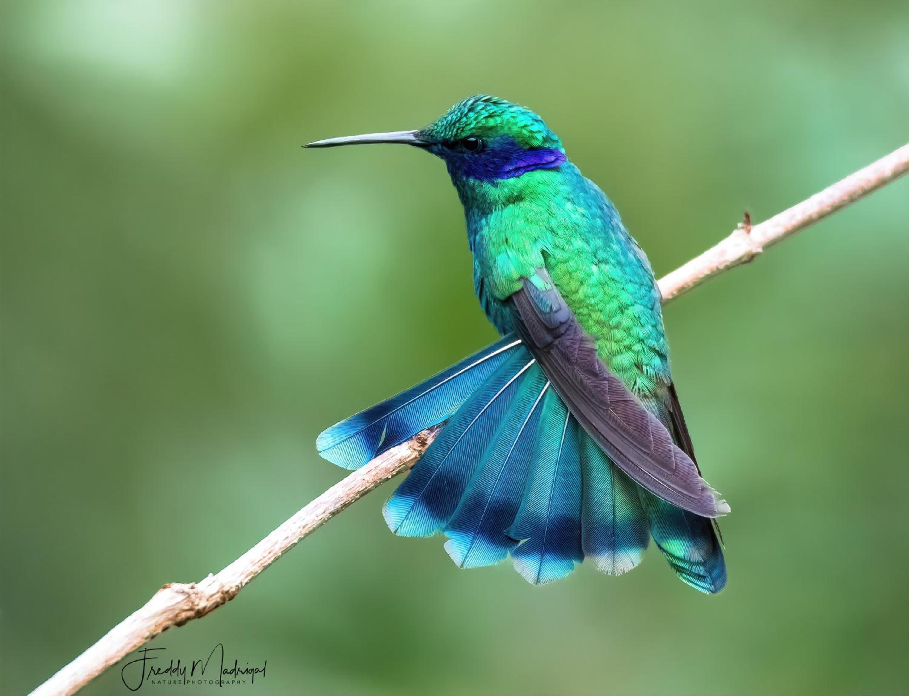 S Natura Birding and Photography