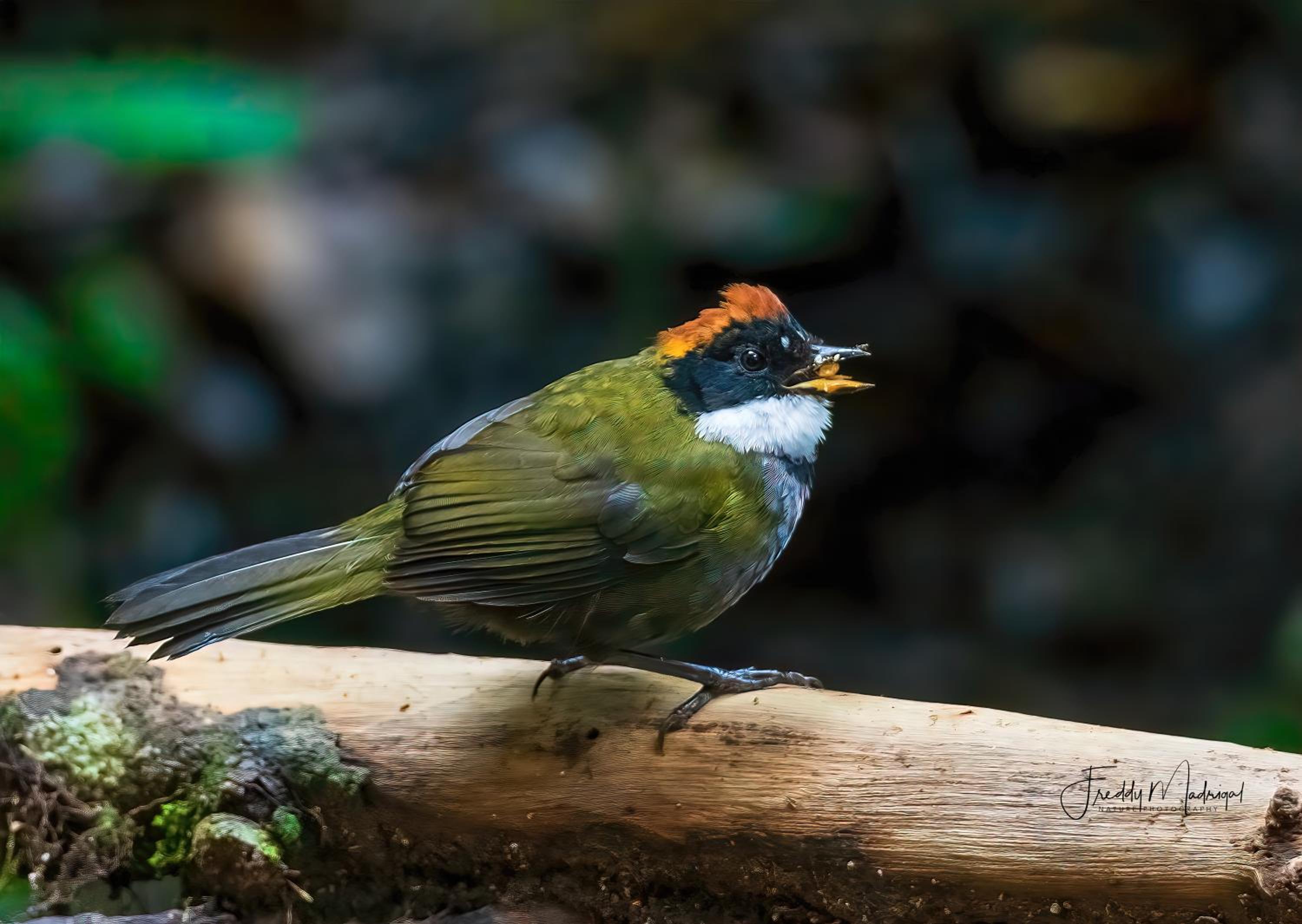 S Natura Birding and Photography