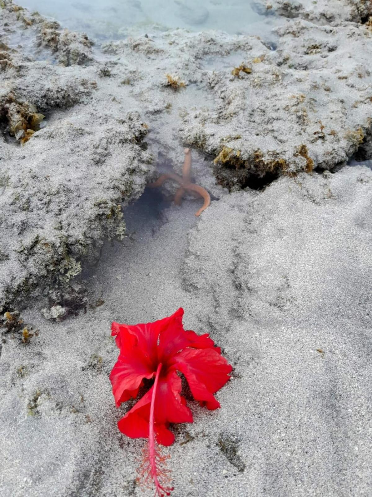 Pousada Flor da Barra
