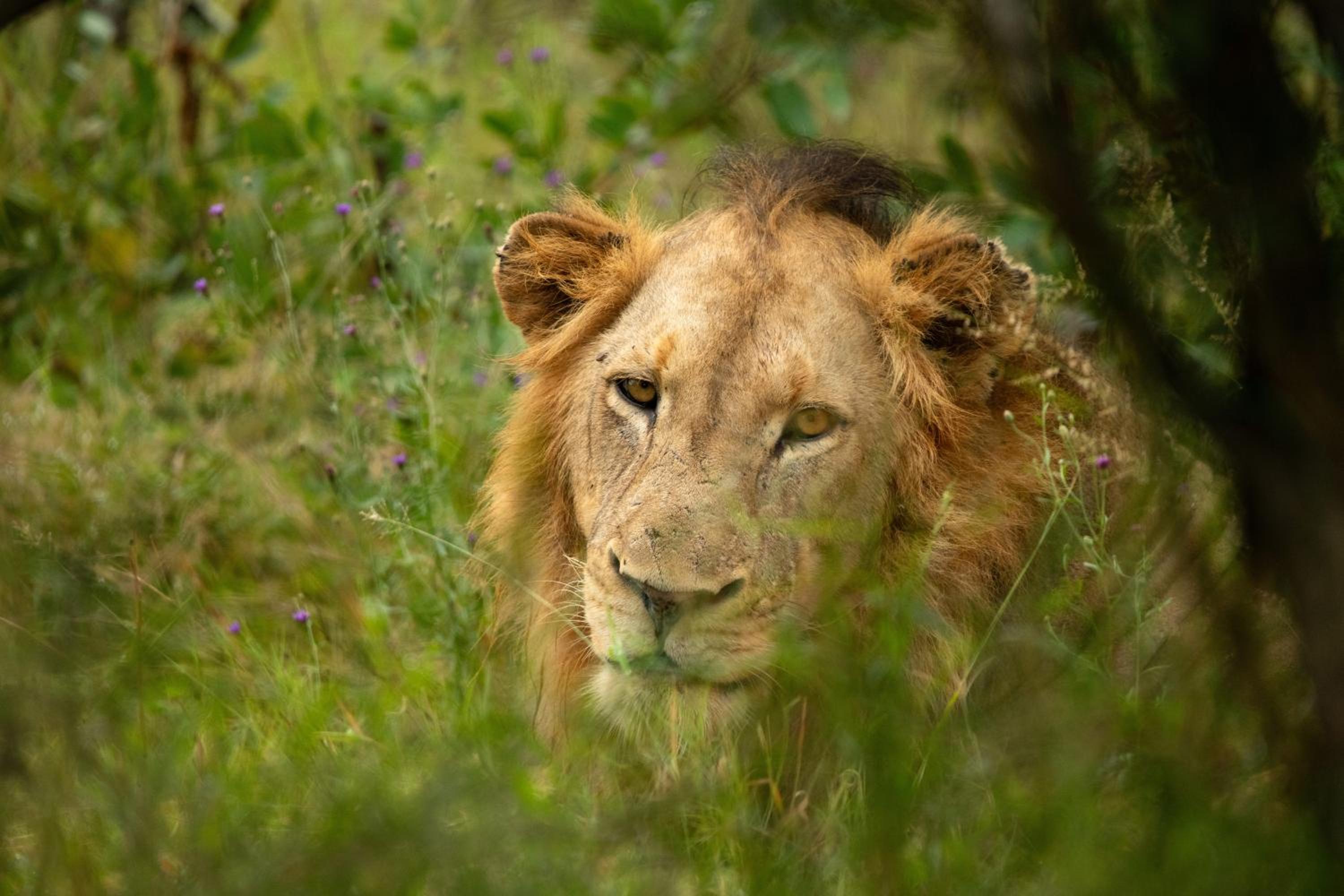 aha Skukuza Safari Lodge view 4