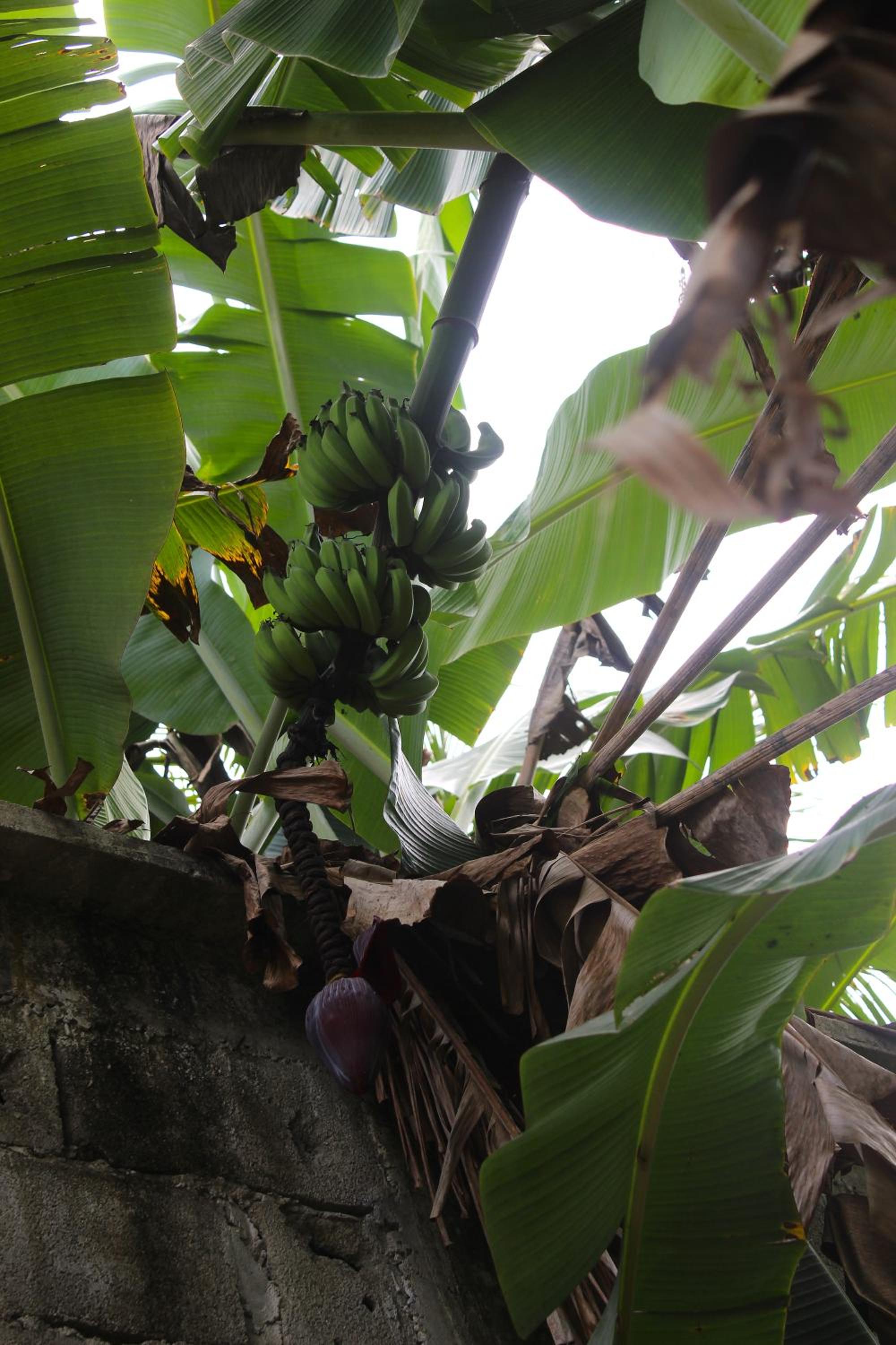 Casa Passarinhos