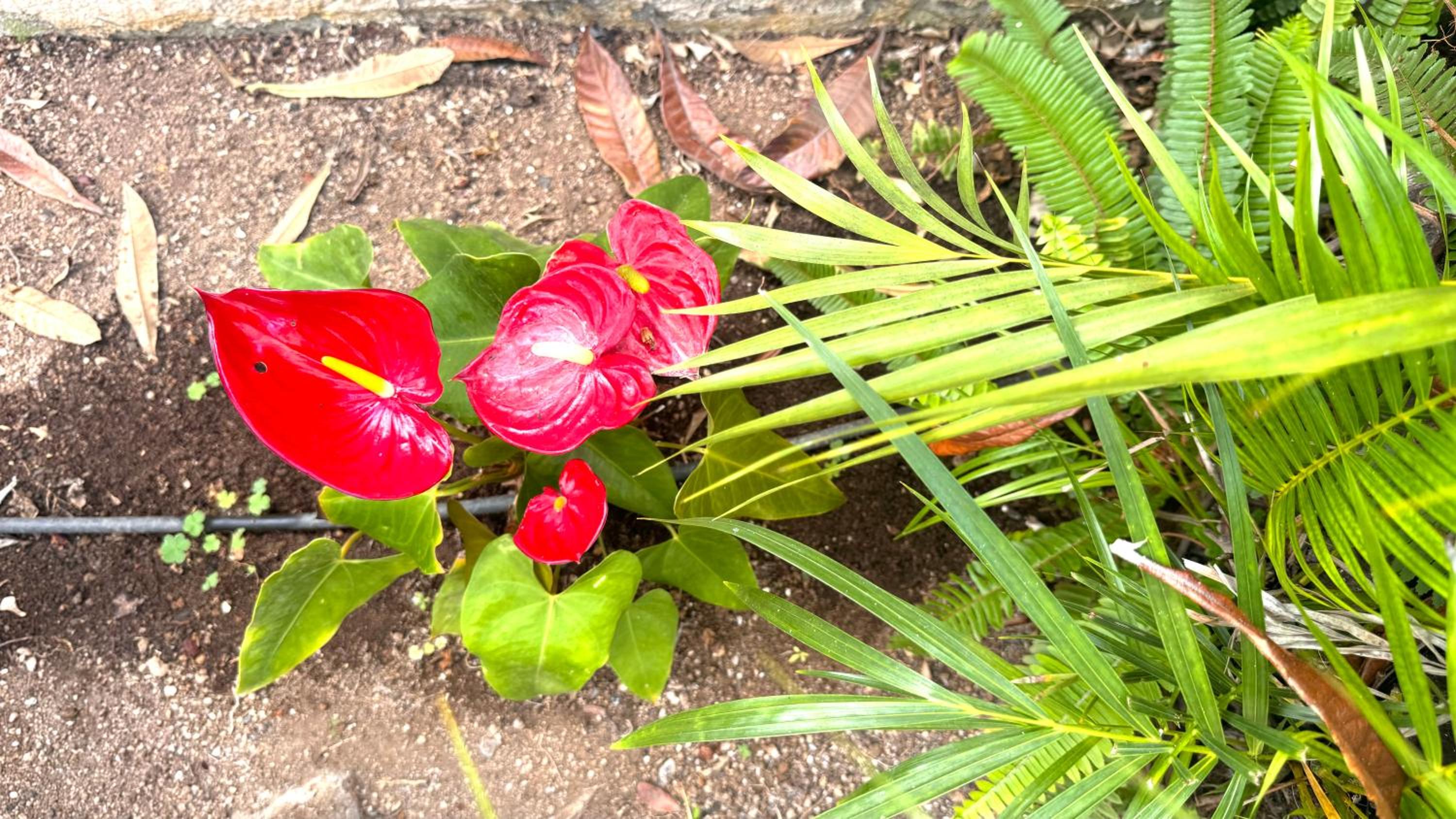 Casa Flor