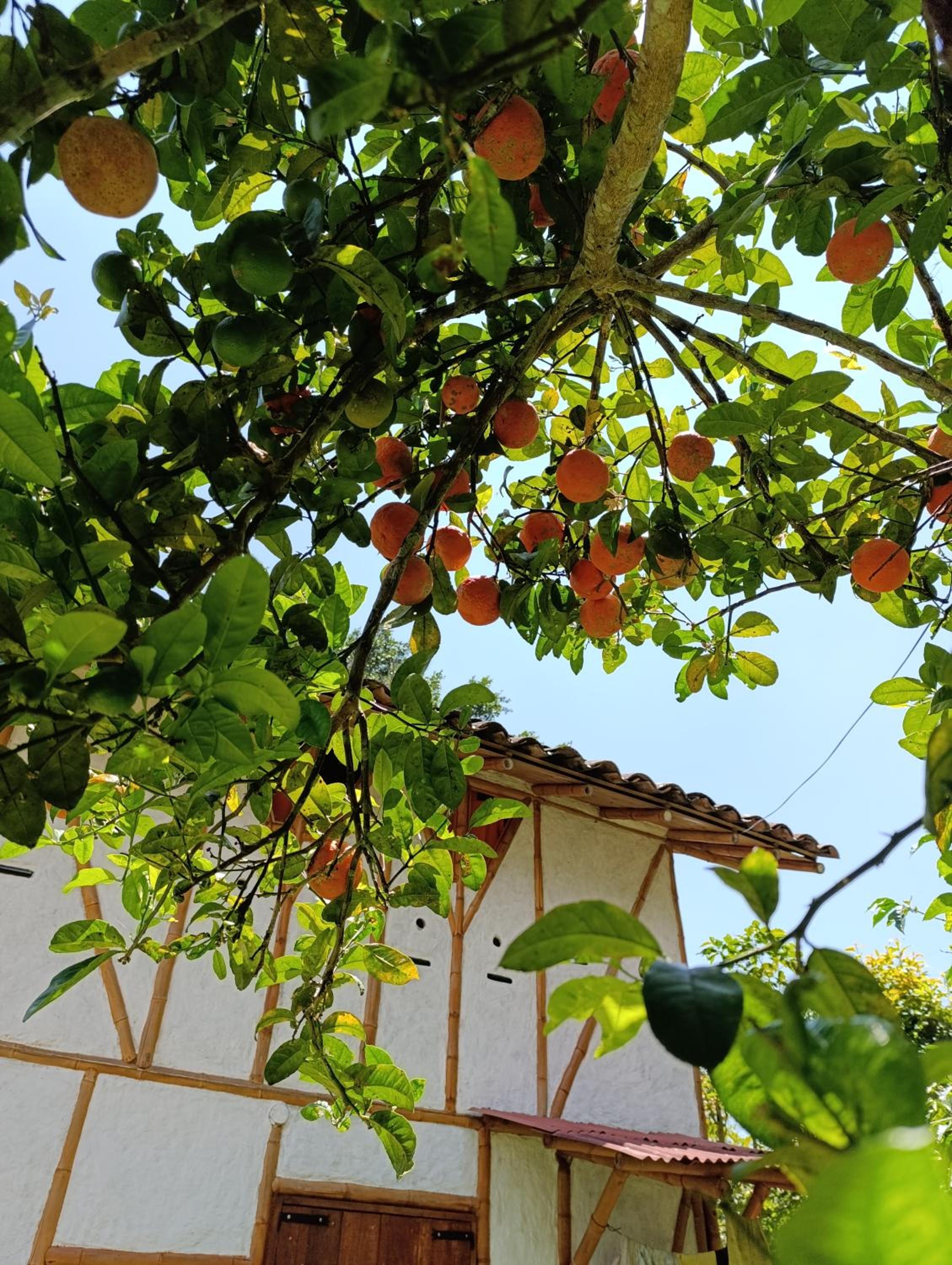 Cabaña Ecológica Finca Cometa