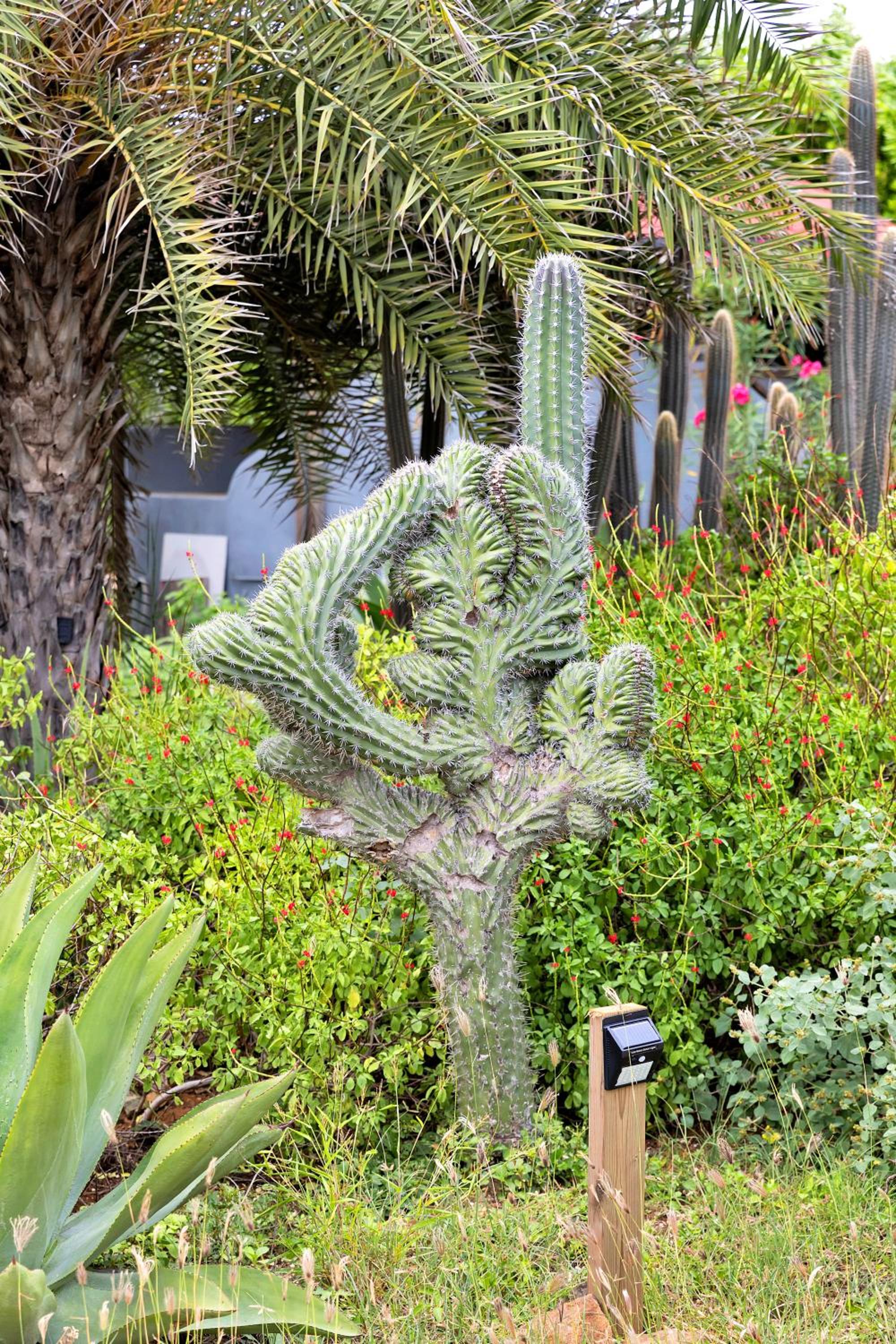 Red Palm Village