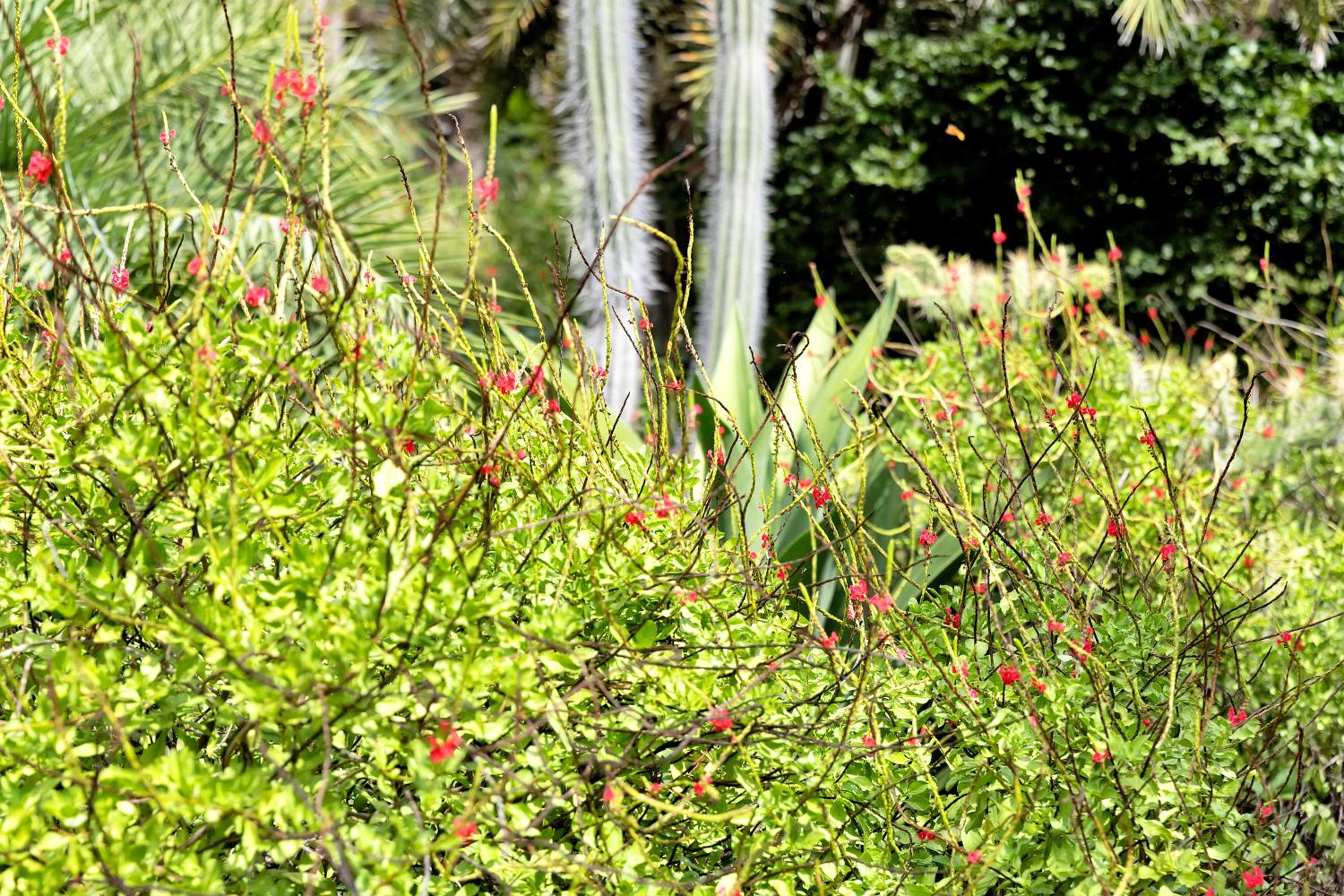Red Palm Village