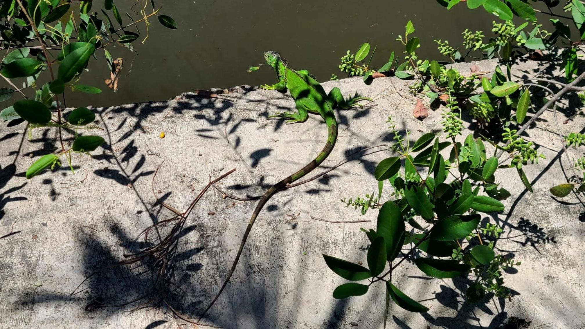 Riviera Nayarit Vacations - Casa Virgilios BB - Property Image 21