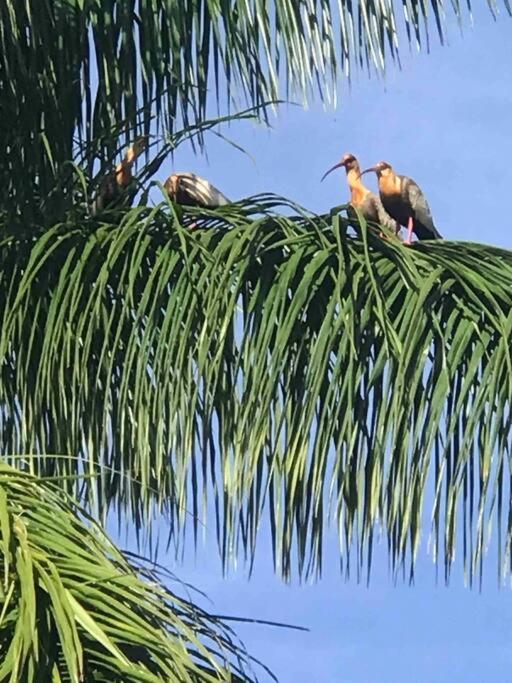 Casa de Campo Tamanduá - Conexão com a Natureza!